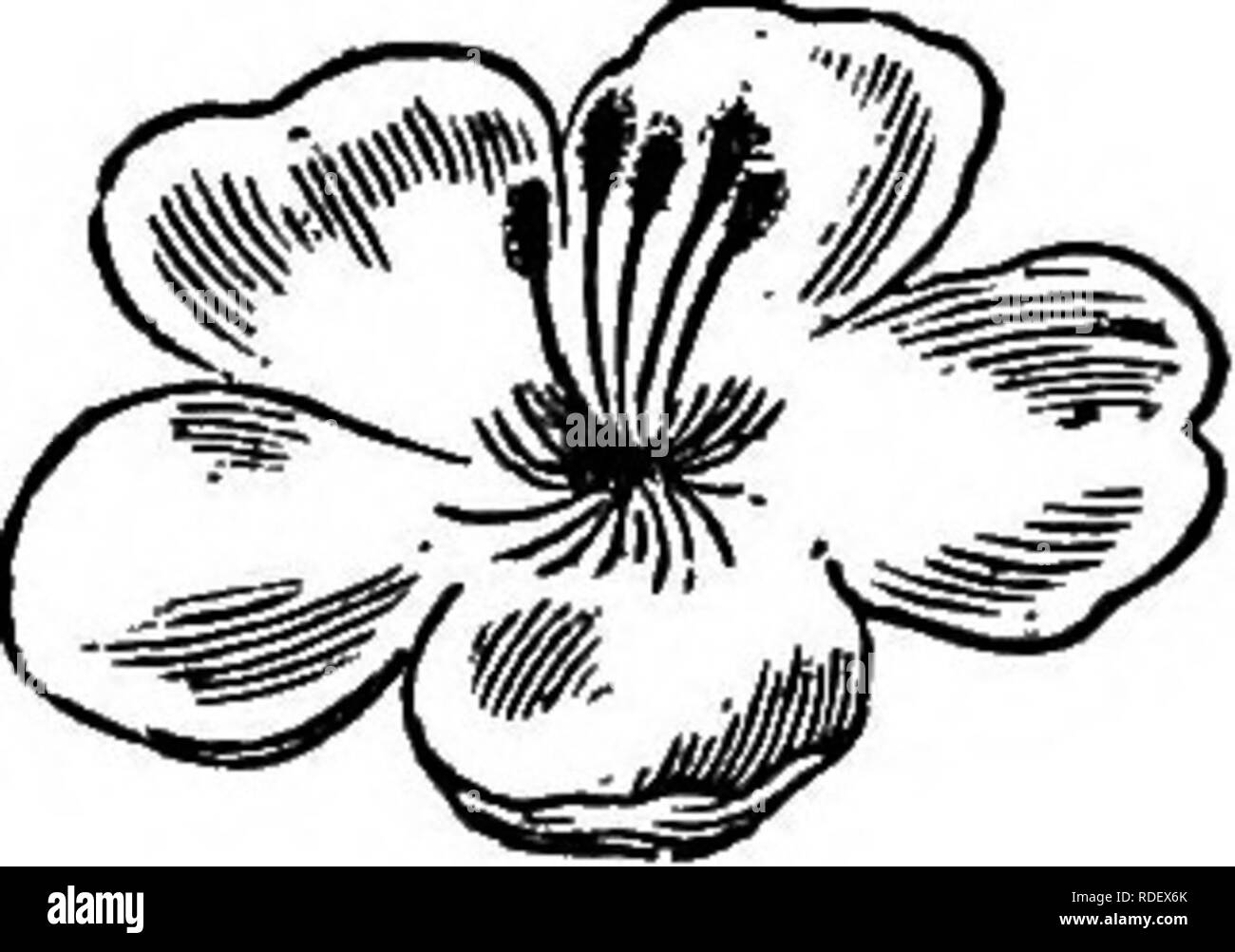 . L'American Fruit Culturist, contenant des orientations pour la propagation et la culture de l'ensemble des fruits adaptés aux États-Unis. La culture de fruits. Fig. i6.-fleur de la poire. a. La stigmatisation ; b, anthères. Fig. 17.-Les anthères cut out. Cela devrait être fait dans l'oeuf. organes centraux a sont les pistils j l'extrémité supérieure de chaque est la stigmatisation. Les fils comme organes, b, sont les étamines, surmontées par les anthères. Lorsque les fleurs s'ouvrent, les anthères éclatent, et décharge le pollen qui peut tomber sur les stigmates ou être transportés à des stigmates d'une autre fleur. La production de nouvelles variétés est Banque D'Images