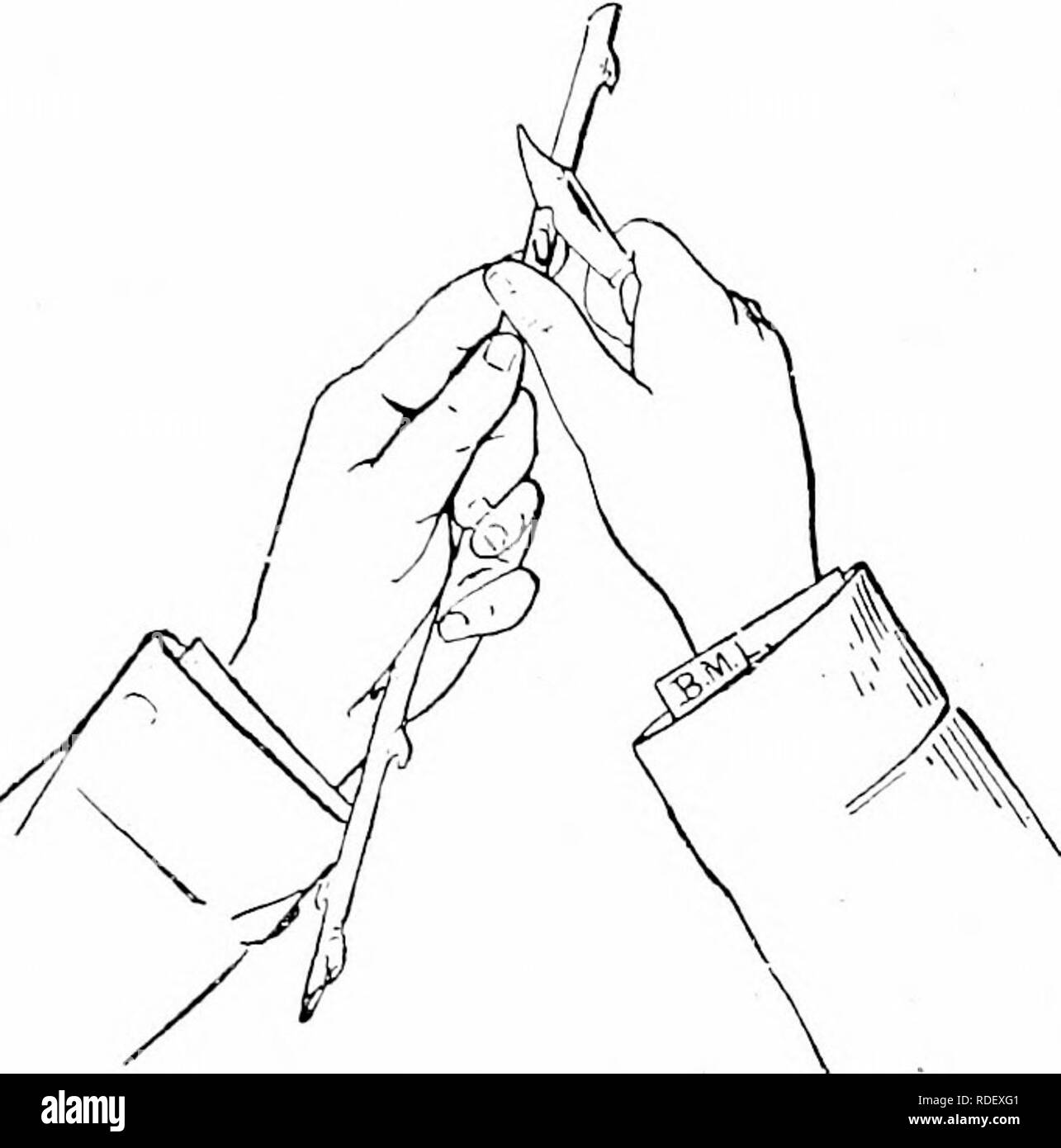 . La culture des agrumes en Californie . Les agrumes, les fruits-culture. Le OEANGE EN CALIFORNIE-bourgeonnement. attaché avec tYine en herbe douce (bien que d'autres matériaux, tissus, etc., sont greath' préférée par certains), comme illustré en ce qui montre l'opéra- tion complète. Fig. 7 et S montre le traite- ment du stock après le bourgeon a "pris,'' et non pas au moment de l'écussonnage. Afin de commencer les bourgeons il est préférable de réduire les stocks, comme indiqué dans les figures, en laissant une partie de la , jusqu'à ce que le feuillage. bourgeons ont pris un bon départ. Ceci empêche un contrôle du flux de sève, ce qui est généralement le cas Banque D'Images