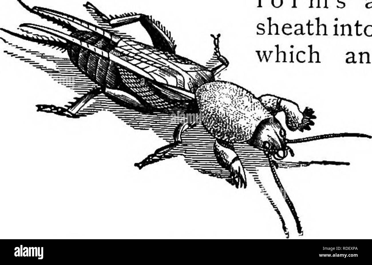 . Activités des animaux ; un premier livre au zoo ?logie. Zoologie ; le comportement animal. Structure et habitudes. Fig. 78 montre les parties de la patte d'un cafard, un insecte dont les jambes sont bien adaptés pour la course. La comparaison de ce segment avec les jambes d'une sauterelle, on retrouve les mêmes pièces présentes mais modifié pour le saut. En regardant les jambes d'une taupe-grillon, nous retrouvons les mêmes articles, mais .dans ce cas modifié pour creuser. Parmi les gros bugs à l'eau, qui vivent de la chasse, les jambes sont équipés de la saisie et de la tenue des proies. Dans certains de ces bogues, une partie de la jambe forme une gaine dans w Banque D'Images