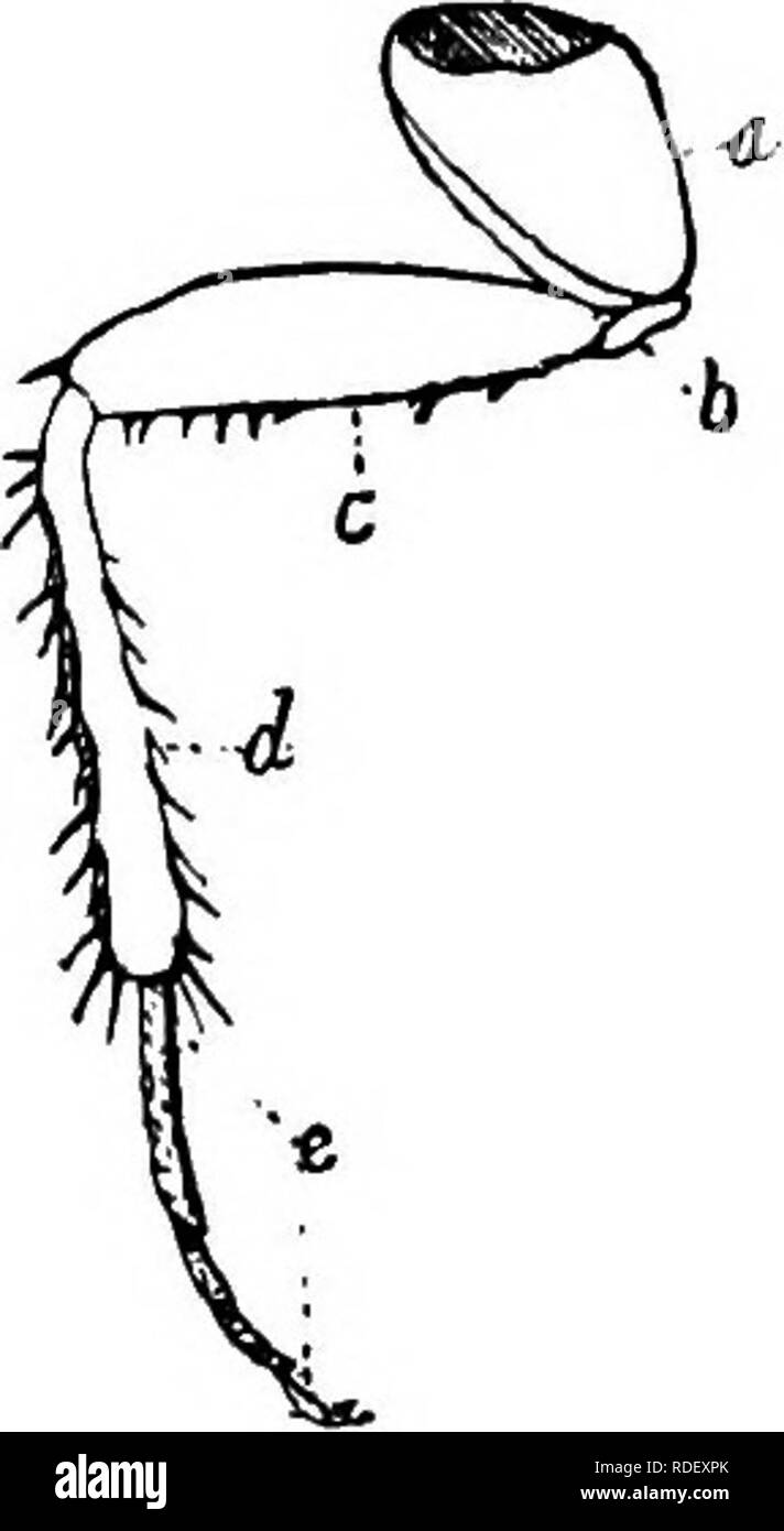 . Activités des animaux ; un premier livre au zoo ?logie. Zoologie ; le comportement animal. Chapitre VIII. Certaines ADAPTATIONS DES INSECTES.. Structure et habitudes. Fig. 78 montre les parties de la patte d'un cafard, un insecte dont les jambes sont bien adaptés pour la course. La comparaison de ce segment avec les jambes d'une sauterelle, on retrouve les mêmes pièces présentes mais modifié pour le saut. En regardant les jambes d'une taupe-grillon, nous retrouvons les mêmes articles, mais .dans ce cas modifié pour creuser. Parmi les gros bugs à l'eau, qui vivent de la chasse, les jambes sont équipés de la saisie et de la tenue des proies. Dans certains de ces bogues, un Banque D'Images
