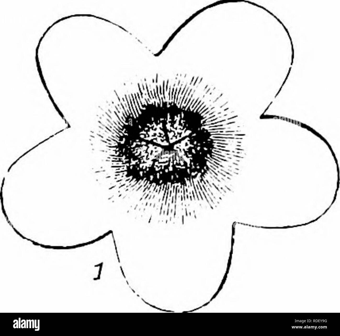 . La pollinisation des fleurs de manuel : d'après Hermann Mu ?ller 'le travail de la fécondation des fleurs par les insectes" . La fertilisation des plantes. BORAGINEAE 121 est d'abord batteur et d'une couleur violette, mais se développe plus tard dans un sombre- bleu, cinq-étoiles lobées. La corolle-tube est de 7 mm. de long, et son enlrance est bloqué par près de cinq en forme de poche plutôt hispid involutions, afin d'offrir une protection contre la pluie et sans personnes (oiseau). Ces sachets peuvent être vus à l'externe, des fentes transversales à la base des lobes de la corolle. Ils jouent également le rôle de nectar-guides. Le stigmate est situé je Banque D'Images