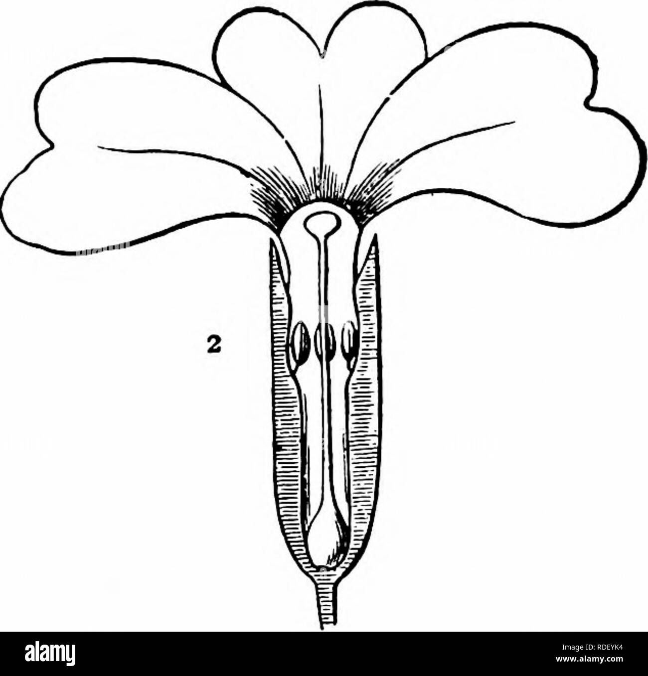 . La pollinisation des fleurs de manuel : fondée sur les travaux de Hermann MuÌller «la fécondation des fleurs par les insectes" . La fertilisation des plantes. Fig. 241. Primula vulgaris Huds. (1) et (2)- court de style longue anj fleurs, en section longitudinale (X 2). 3 0 4 0 taille relative du pollen-céréales (3) de la de style court, et (4) du long-styled (plus faible. Taille relative des papilles stigmatiques (5) du long-appelée, et (6) de la fleur de style court nectar sombre.-guide à la base de chaque lobe de la corolle. Leur diamètre varie d'al-'à 4 cm., mais était habituellement d'environ 3 cm. De même la longueur de la Banque D'Images
