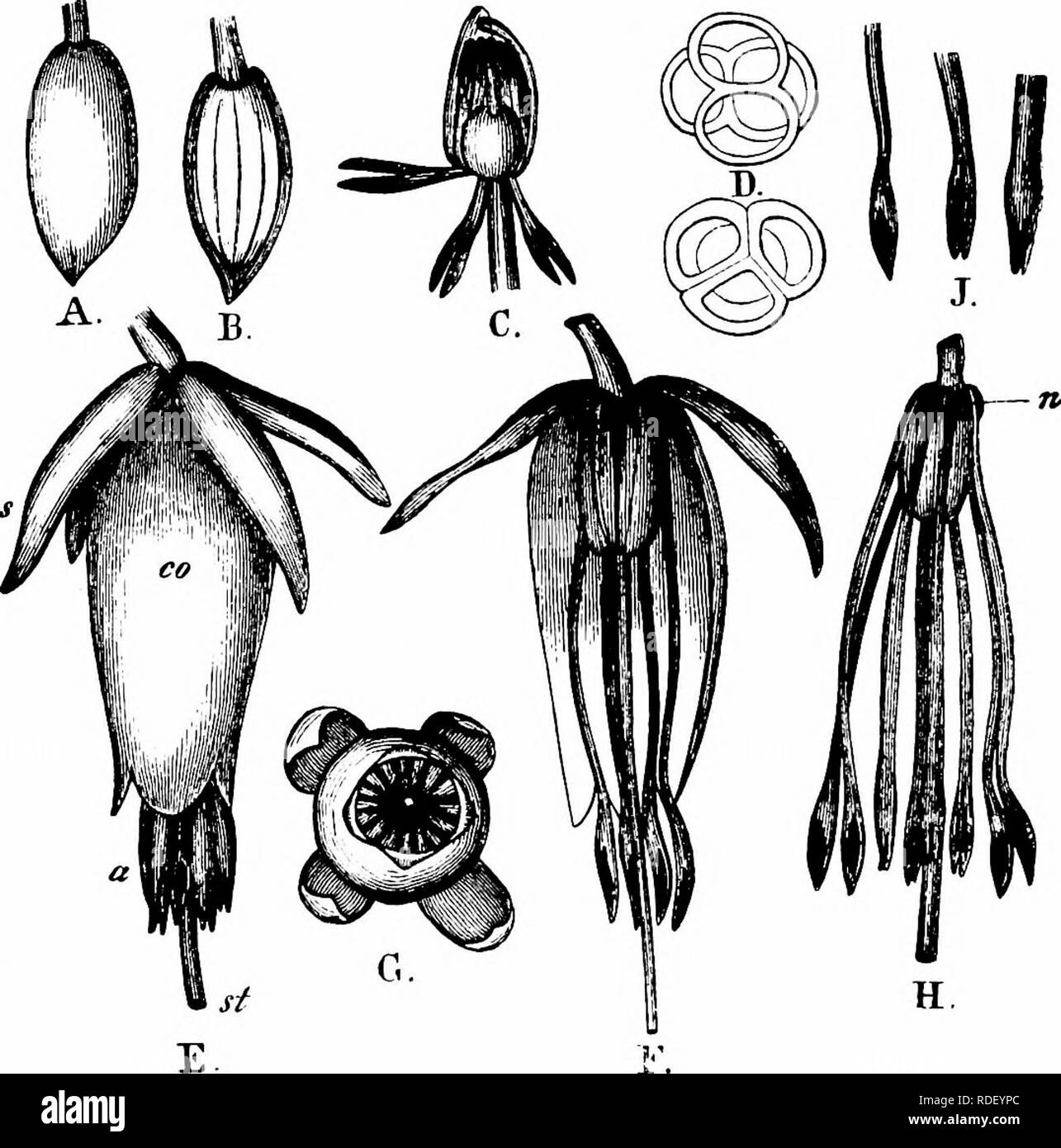 . La pollinisation des fleurs de manuel : d'après Hermann Mu ?ller 'le travail de la fécondation des fleurs par les insectes" . La fertilisation des plantes. 42 angiospermes-DICOTYLEDONES A. Diptères. (A) Muscidés : i. Trichophticus cunctans Mg., po-DVG. (H) Syrphidae : 2. Platycheirus albimanus F., skg. B. Les hyménoptères. Apidae : 3. Apis mellifica Z., très commun, skg. ; 4. Bombus agrorum F., n. ; 5. B. lapidarius L., n. ; 6. B. latreillellus ^. (  = B. distinguendus Mor.), skg. ; 7. B. pratorum L., fréq., skg. ; 8. B. terrester L., n. ; 9. Psithyrus campestris Pz., skg. C. Lepi- doptera. Rhopalocei-a : 10. Epinephele jan Banque D'Images