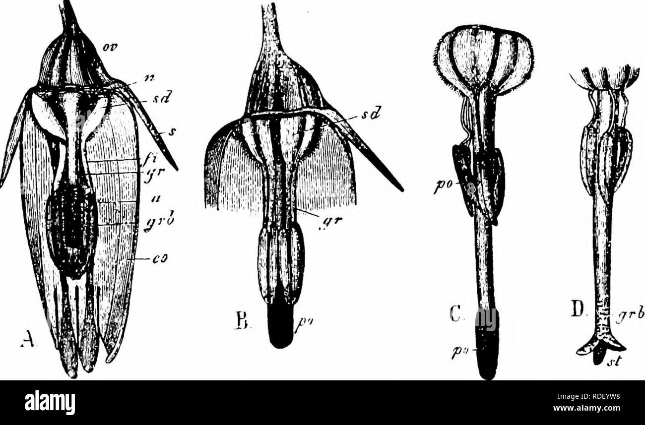 . La pollinisation des fleurs de manuel : d'après Hermann Mu ?ller 'le travail de la fécondation des fleurs par les insectes" . La fertilisation des plantes. 4-ANGIOSPERMES DICOTYLEDONES ' Il est très intéressant d'observer comment les différents types d'adaptation qui sont associés dans le plus grand ordre de plantes, la famille des Composées, rendant leurs fleurs " le plus réussi de toutes les fleurs," sont toutes illustrées dans les divers genres d'Asteraceae. Comme tous les seconds le composées sont nettement protandres, et les deux ordres d'accord dans la façon dont le pollen est déposé sur l'ou Banque D'Images