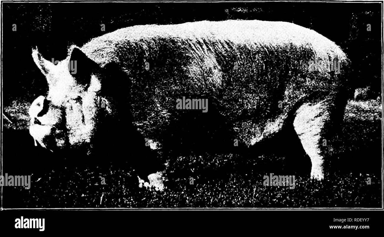 . Types et races d'animaux de ferme . Le bétail. 542 le cochon de l'avoine, middlings, et aliments similaires, tels que sont utilisés au Canada et en Europe. Le Grand Yorkshire comme une race prolifique se trouve dans la rangée avant. Les femelles de tout premiers jours ont été notés pour produire de grandes portées. Longtemps fait référence à une truie de Wainman race que les porcs élevés en 153 en 13 portées, tandis que l'une de ses filles a soulevé 33 porcs en trois portées, Richard Gibson, un éminent Canadien, source, écrit d'une truie importés de son qui a produites 96 porcs en trois ans sans la moindre blessure apparente de sa constitution. James Howar Banque D'Images
