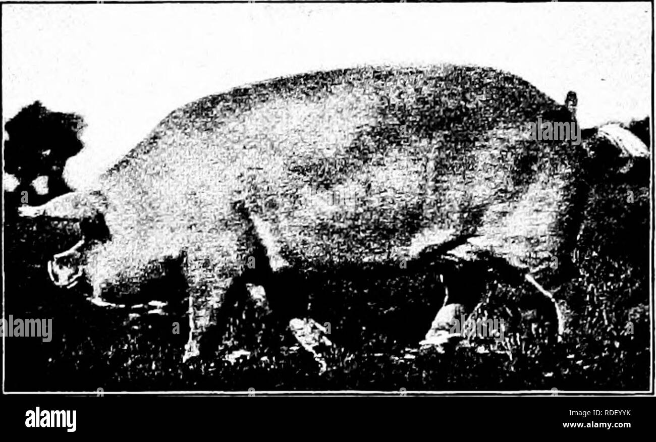 . Types et races d'animaux de ferme . Le bétail. 540 LE COCHON en 1901 plusieurs truies de la race ont été exposées à l'inter- national Live Stock Exposition, qui pesait plus de 1 000 livres chacune. M. Spencer, en réponse à une lettre du professeur Long, dit : La grande portée des Blancs, dans les plus gros animaux, Pierre (12 168 livres) à six mois ; à neuf mois, 20 à 25 pierre pierre (280-350 livres) ; à 12 mois, 30 420 livres (pierre) ; et à J8, 45 mois (630 livres) de pierre. . Sampson VI, un sanglier produites et présentées par moi-même, et vainqueur du Royal deux années de suite, pesés, vivant, 9 hu} Banque D'Images