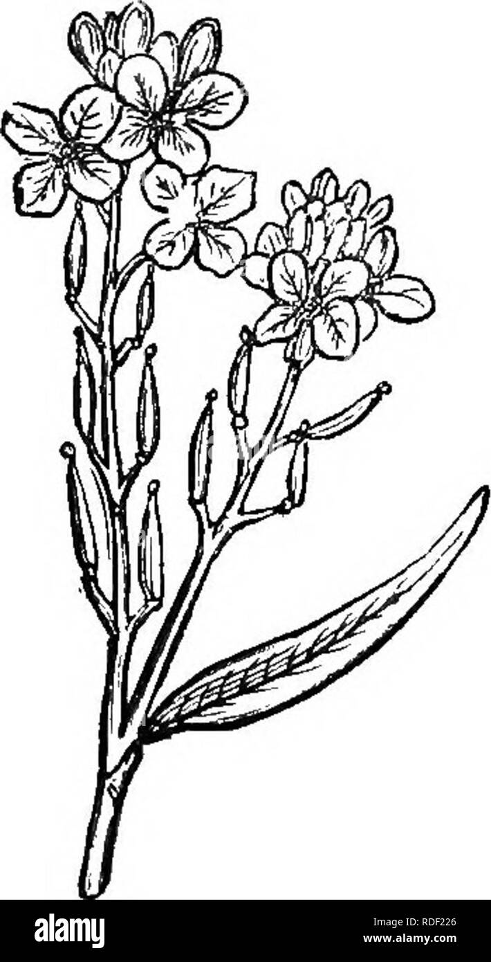 . Le guide de l'apiculteur : ou manuel du rucher . La culture de l'abeille ; les abeilles. Le pollen de mauvaises herbes- lait sur Bee's Fool. Blaclc la moutarde. blossom juste à la pénurie de sécrétant le nectar de fleurs ; sinon il s'agit de juin et début juillet, juste au moment où Linden donne sa précieuse récolte. Quelques plantes sont plus desir- en mesure de semer dans les lieux. La soie ou de mauvaises herbes-lait fournit un nectar abondant de Juin à Frost, comme il y a plusieurs espèces du genre Asclepias, qui est répandue dans notre pays. En effet une pleurésie ou racine, l'Asclépiade tubéreuse Asclepias tuberosa, est la plante qui a félicité M. Heddon tellement hig Banque D'Images