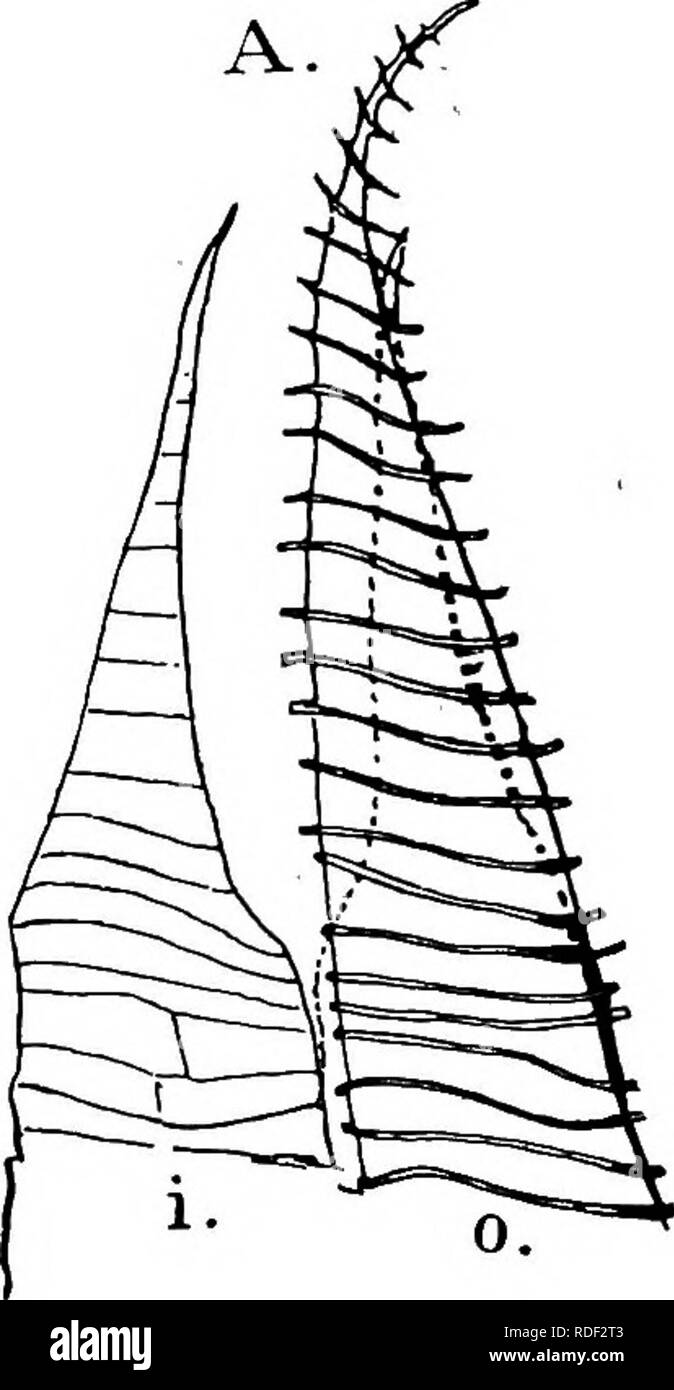 . La structure et le développement de mousses et de fougères (Archegoniatae). La morphologie des plantes, mousses, fougères. Fig. 114.-Funaria hygrometrica. Un, une partie de l'péristome ; 0, d'une dent ; il l'une des dents intérieures, X85 ; B, section de la seta, X260 ; C, section de partie supérieure de calyptra, X52S. Afin que les deux cellules de garde ont leurs empreintes jeté dans la communication, et la division forme un mur plaque de cellulose'. Veuillez noter que ces images sont extraites de la page numérisée des images qui peuvent avoir été retouchées numériquement pour plus de lisibilité - coloration et l'aspect de ces illustrations ne peut pas perf Banque D'Images