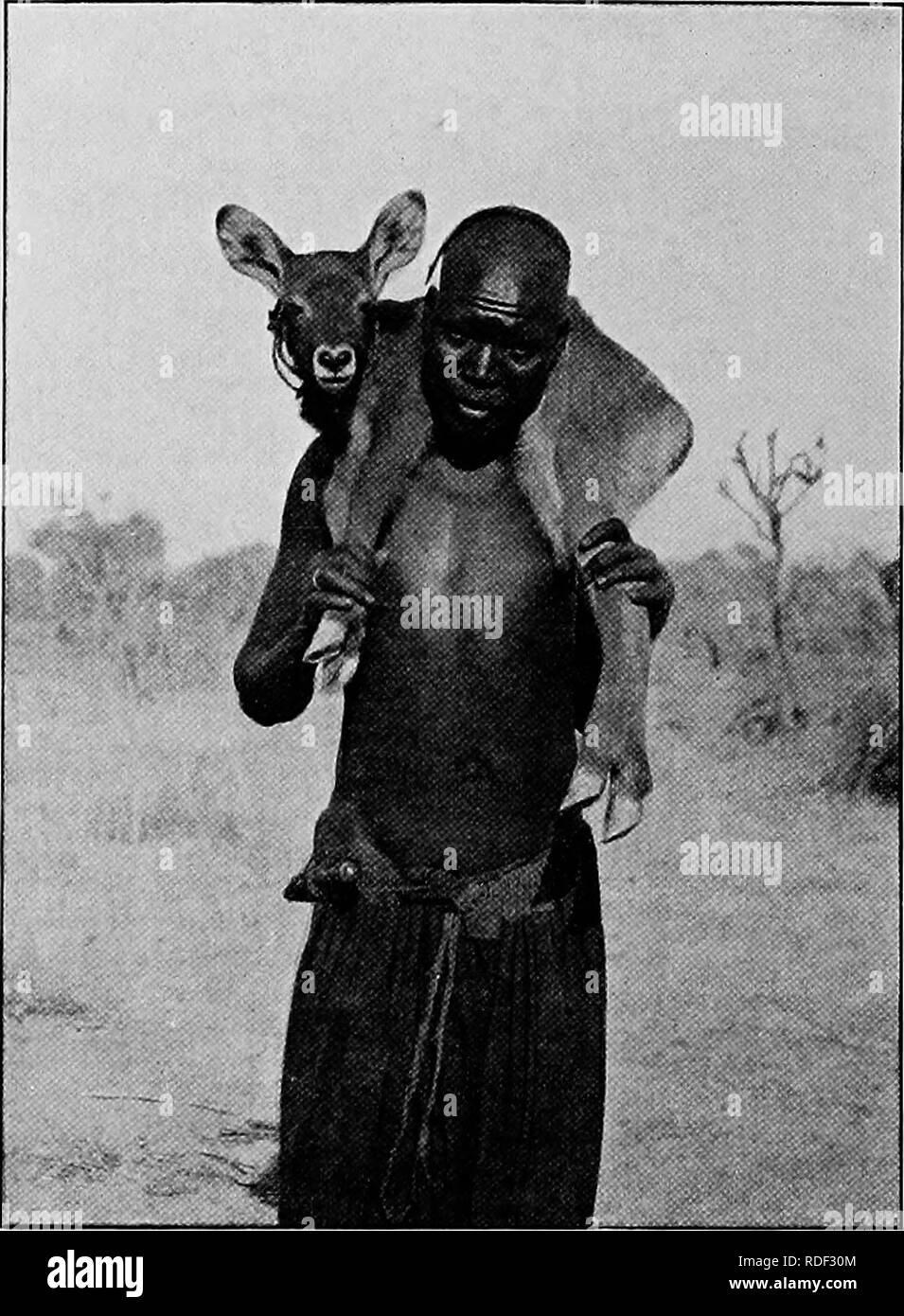 . Du Niger au Nil. Alexander-Gosling ; des oiseaux de l'expédition. 144 DU NIGER AU NIL Gosling avait lui-même deux animaux domestiques, un peu waterbuck et un lièvre. Ils étaient très apprivoisé et est devenu de grands amis avec. aOSLINa » WATEBETJOK S'APPRIVOISER â Birri" le singe. Ils ont tous dormi ensemble, et le cobe à utilisé pour prendre les autres pour des promenades sur son dos. Mais hélas ! Tous les mais " Birri" est venu à la fin triste, le cobe à mourir d'une morsure de serpent, tandis que le petit hare a été trouvé mort un matin dans sa boîte. Le 25 février, Gosling a traversé sur Fort Lamy et il s'installa à attendre pour moi Banque D'Images