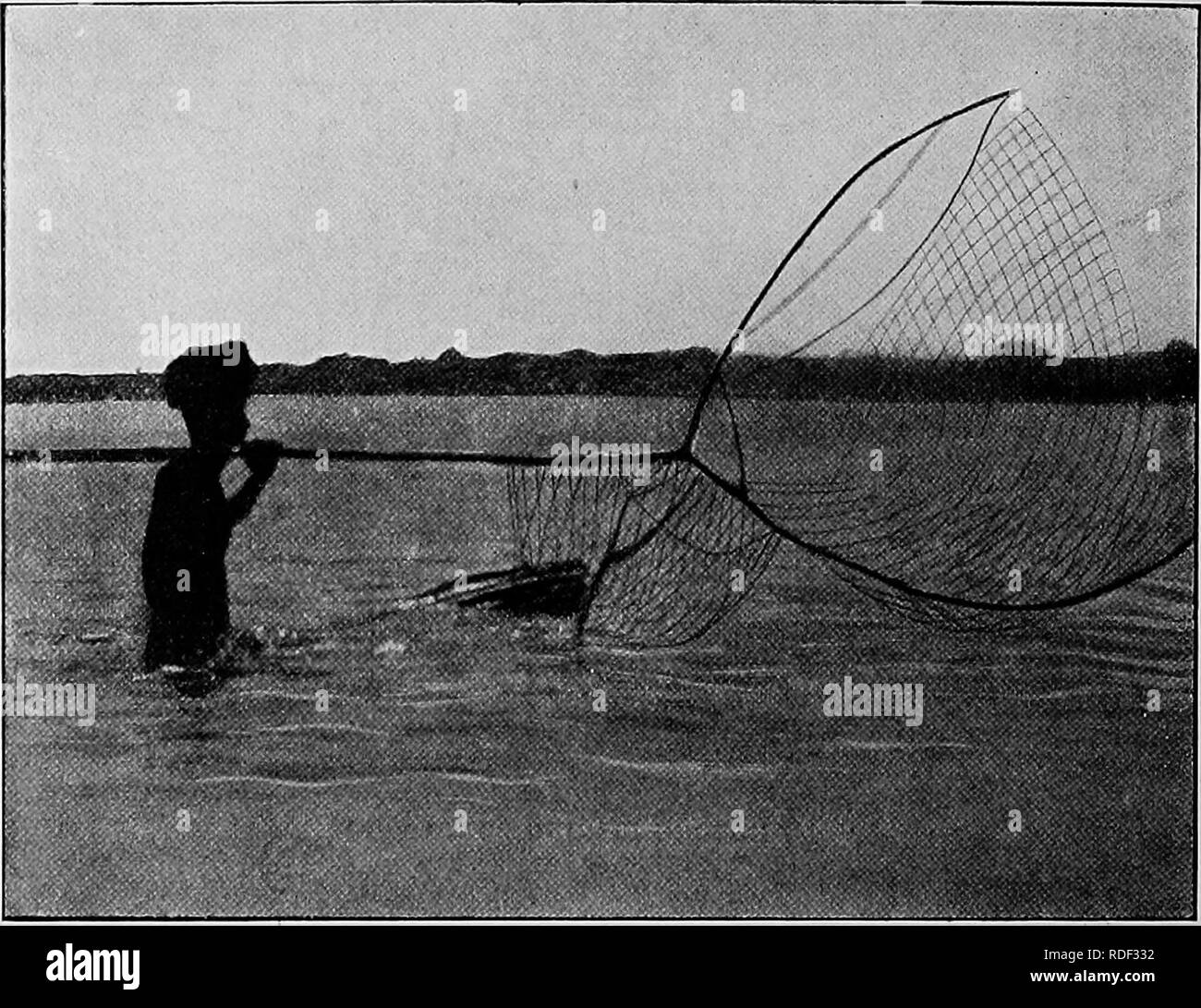 . Du Niger au Nil. Alexander-Gosling ; des oiseaux de l'expédition. 122 DU NIGER AU NIL Les plaintes les plus communes sont acide cholique et " équine" produit par l'tetse-fly {Glossina morsitans). Il est bien proche de la maladie du sommeil et presque toujours mortel. KOTOKO FISHEEMAN STEBAM BIBING-VERS LE BAS mais les chevaux qui se rétablissent plus devenir insensible aux attaques de la maladie. La plupart des grandes villes possèdent un cheval-médecin d'une sorte ou d'autres. Les plantes médicinales sont généralement utilisés, et de la potasse est largement donnée dans l'eau pour garder le cheval en santé, et un incendie est toujours tenu s Banque D'Images