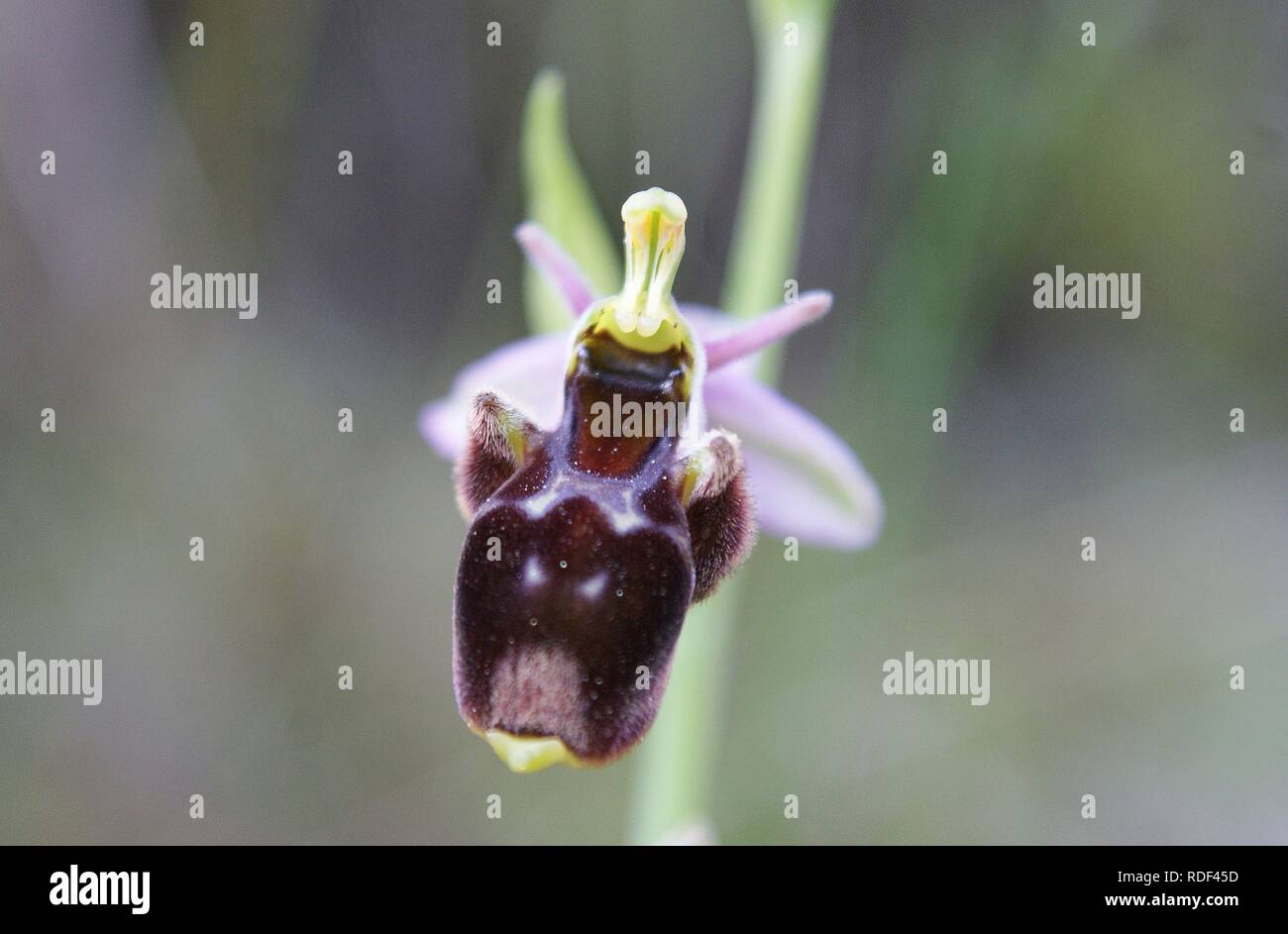 Ophrys scolopax Banque D'Images