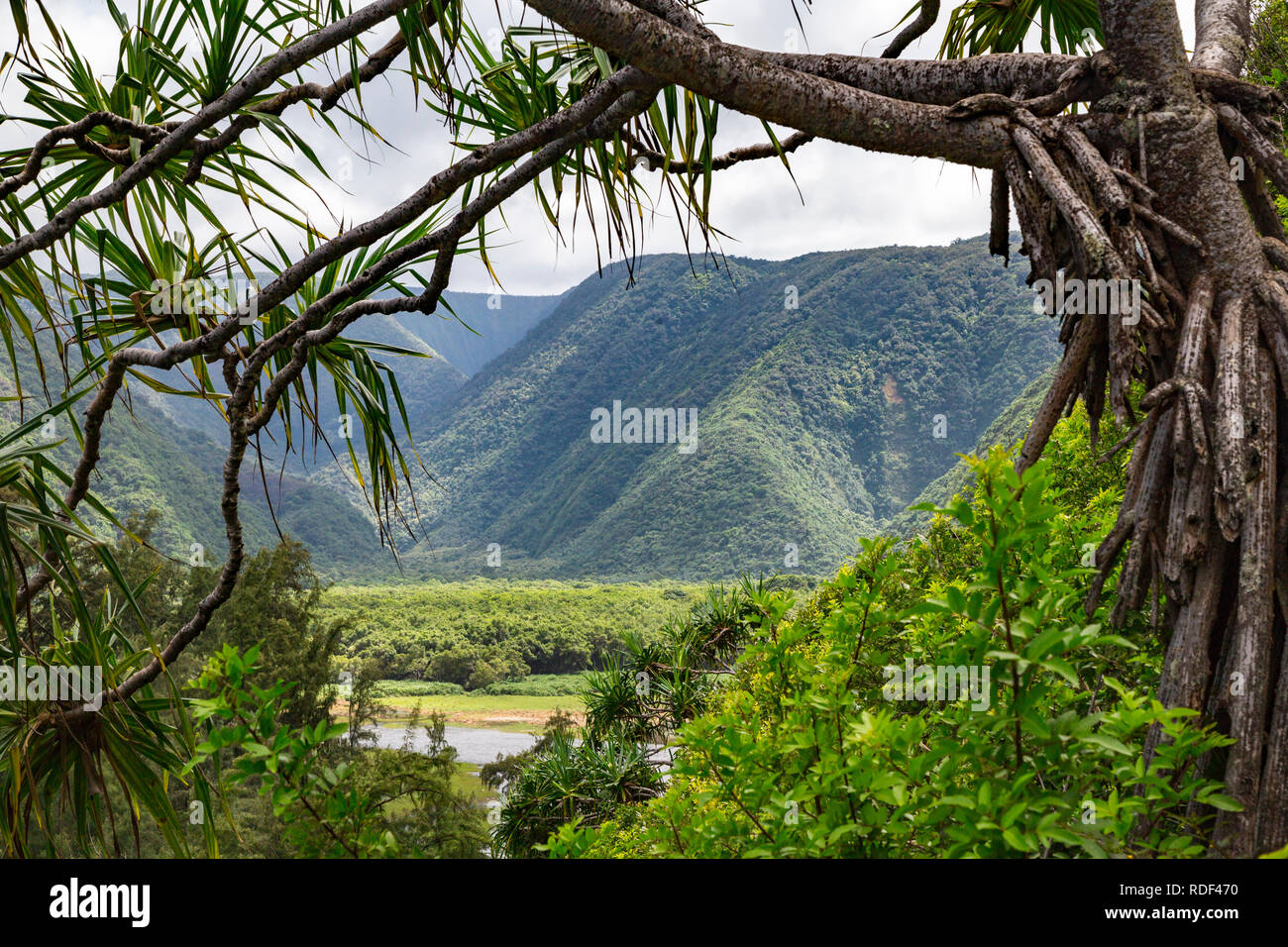 Polulu luxuriante vallée sur la grande île d'Hawaï Banque D'Images