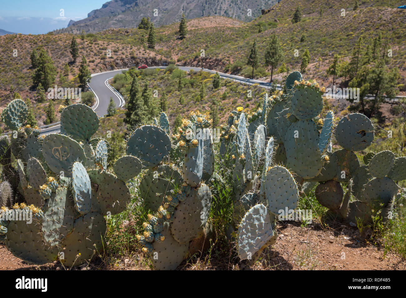 Oreilles sur le cactus route de montagne serpentine dans la montagne des Canaries Banque D'Images