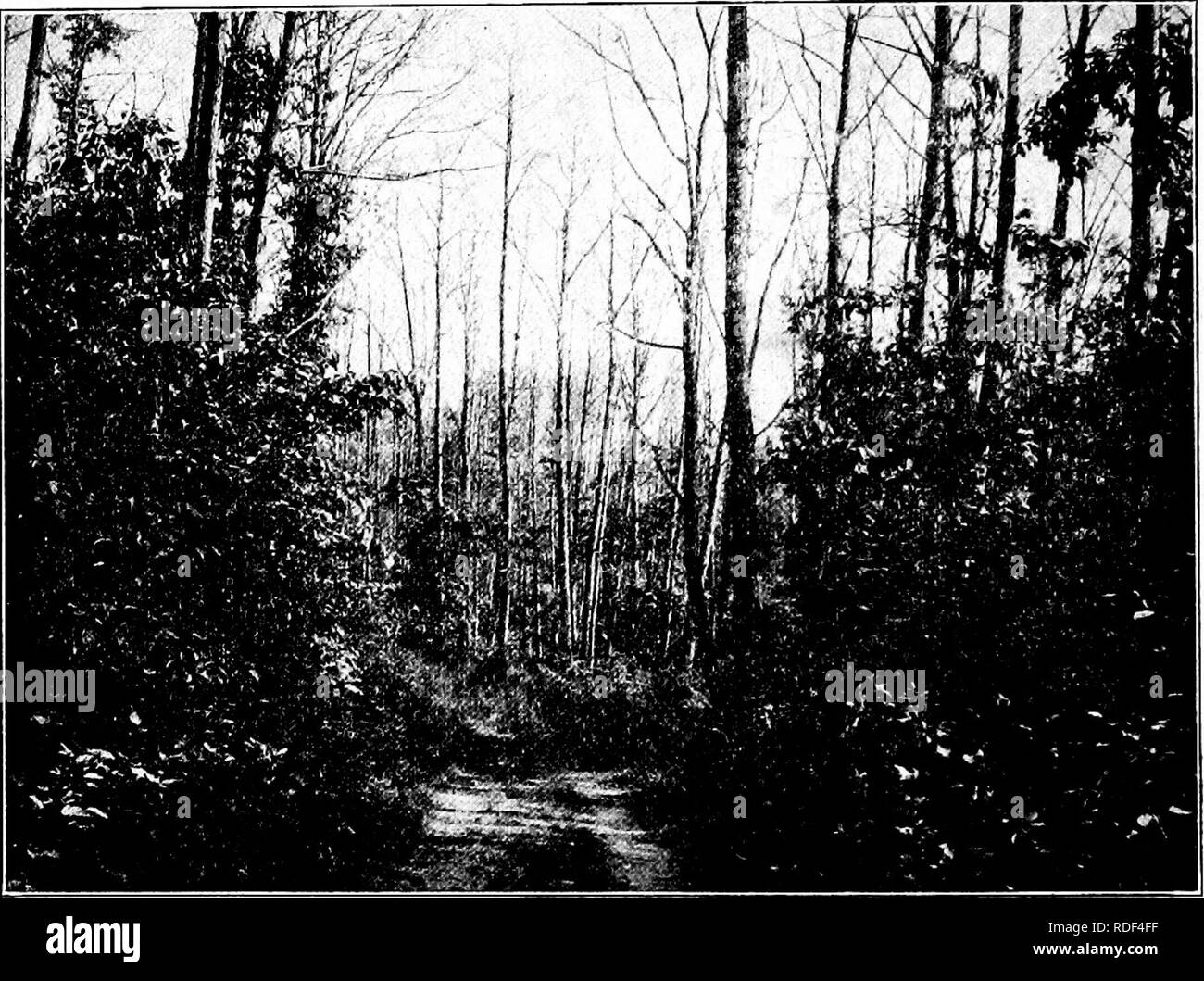 . La brûlure du châtaignier. La brûlure du châtaignier châtaignier ;. 218 W. C. AGR. EXPERIMENT STATION [Bulletin 137 vania, Deleware, Maryland, Virginie, Virginie occidentale, et le District de Columbia. Un coup d'œil à la carte, figure lo, montrera comment l'a été la propagation de la ville de New York comme centre. En ré- ering cette carte il ne faut pas oublier qu'un arbre malade est pratiquement condamné à mourir. Il y a de nombreuses zones malades, surtout en Pennsylvanie, qui ont été trouvés depuis cette carte a été tracée.. Fig. 9.-Une vue présentant une destruction complète sur les jeunes en châtaignier superficie forestière. E. R. Hodson, de l'U. Banque D'Images