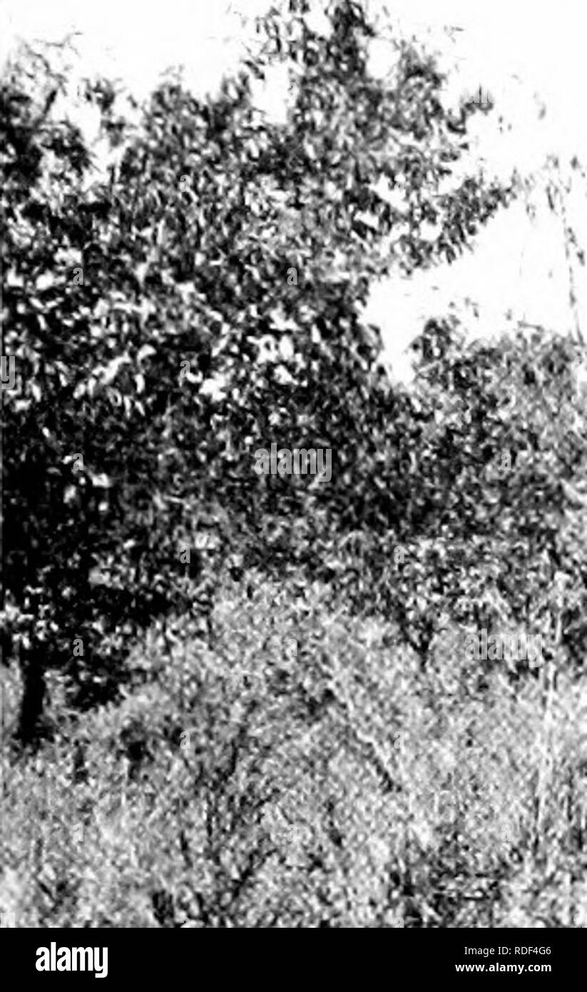 . La brûlure du châtaignier. La brûlure du châtaignier châtaignier ;. Fig. 3.âA arbre malade dans cliestiiut orcliard les jeunes. Remarque Les feuilles mortes s'accrochant aux branches. '. ,''I Â ¢ â¢â â ' ^^^" A/-- &gt ; iv., ''^^tiLlWl^^^^^U SH H^^^^RlwIfB KBSl" »^^^000^^^^^^rS^^^^^^^^^^^j v â â j'^^^^b w o^'-Â" - ' - '" ^^ &amp;S. ' 9fS&amp ;"^^^m mm^^' f'-ff^^^ ^â r.A :- :.^g3S ?j'^^^^ : â 1.^ ^^jH.^jfe^jL-j-r'sS'ix .   Fig. 4.âAn vieil arbre faire ses derniers efforts pour vivre. L'annélation à un point plus bas va bientôt achever sa mort.. Veuillez noter que ces images sont extraites de la page numérisée des images qui peuvent avoir été retouchées numériquement f Banque D'Images