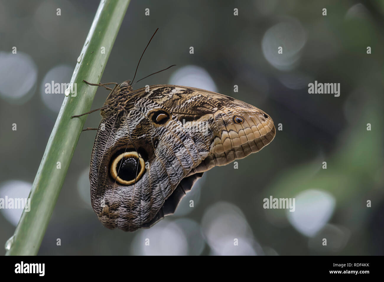 Géant des forêts d'Amérique, assis sur un brin d'herbe Banque D'Images