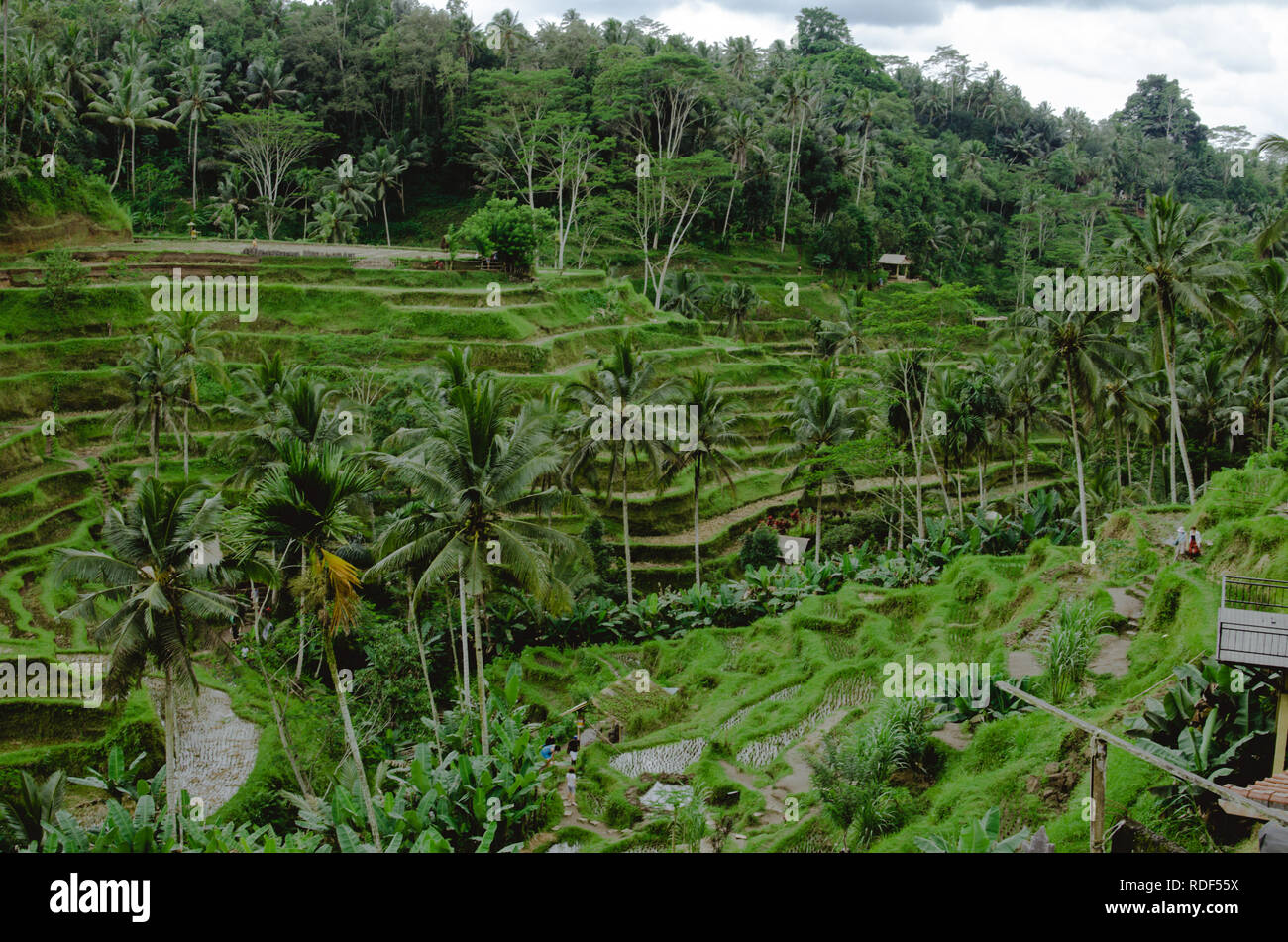 Les Rizières à Ubud/Bali sur un ciel nuageux/jour de pluie Banque D'Images