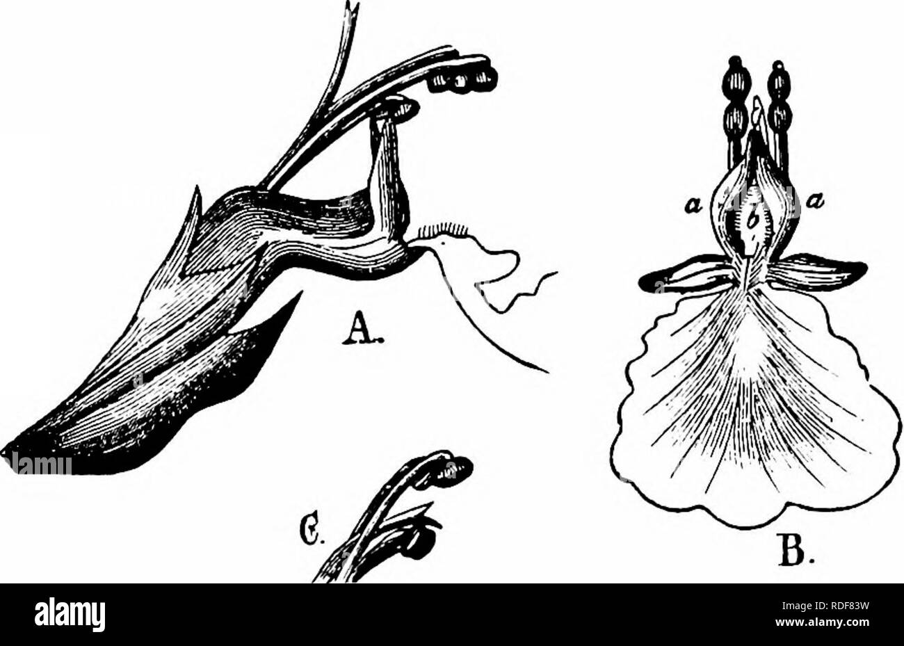 . La pollinisation des fleurs de manuel : d'après Hermann Mu ?ller 'le travail de la fécondation des fleurs par les insectes" . La fertilisation des plantes. 3i8 ANGIOSPERMES-DICOTYLEDONES Pieris napi Z.). H. de Vries (Pays-Bas), l'humble2170 Bombus agrorum F. 5 (Ned. Kruidk. Arch., Nijmegen, 2. Ser., 2. Deel, 1875). Willis (près de la côte sud de l'Écosse), 4 abeilles, skg. (' Slj. et d'insectes en Gt. La Grande-Bretagne, l' Partie I)- I. Bombus agrorum F., fréq. ; 2. B. hortorum Z. ; 3. B. terrester Z., fréq. ; 4. Psithyrus campestris Pz. Scott-Elliot (Dumfriesshire), l'abeille de miel, 5- les abeilles, humble et un vol stationnaire au-fly (' Flo Banque D'Images