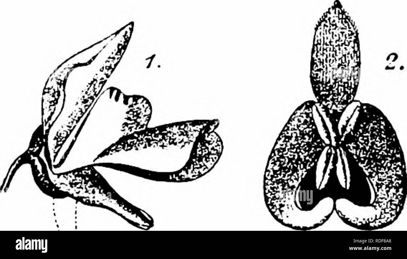 . La pollinisation des fleurs de manuel : d'après Hermann Mu ?ller 'le travail de la fécondation des fleurs par les insectes" . La fertilisation des plantes. 234 ANGIOSPERMES-DICOTYLEDONES 2190. U. vulgaris L. (Buchenau, Bot. Ztg., Leipzig, xxiii, 1865, pp. 93 et suiv. ; Hildebrand, op. cit., xxvii, 1869, p. 505-7 ; Heinsius, Bot. Jaarb. Dodonaea, Gand, iv, 1892, pp. 78-9 ; MacLeod, op. cit., v, 1893, pp. 359-60 ; Kirchner, 'Flora C. Stuttgart," pp. ; câble 640-1 Kerner, 'Nat. Hist. PI., ing.' Ed. I, II, p. 356.)- en l'espèce la corolle est d'un jaune-jaune, jaune-orange et des rayures sur le palais servent de necta Banque D'Images