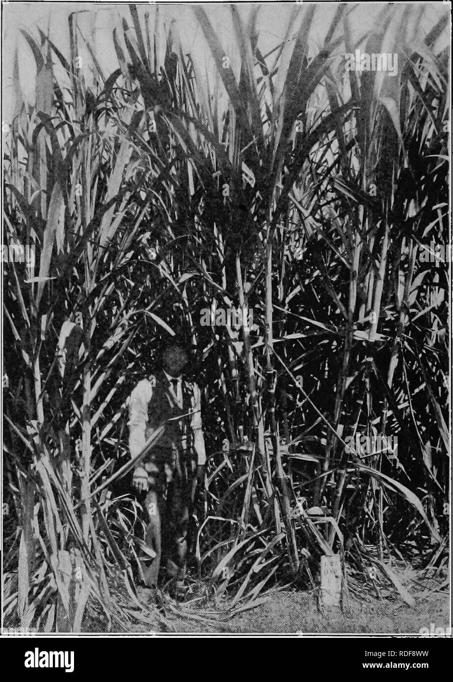 . Grandes cultures pour la ceinture en coton. L'agriculture. 402 CULTURES DE COTON LE FAB-courroie. Fig. 71. - Un champ de canne à sucre,. Veuillez noter que ces images sont extraites de la page numérisée des images qui peuvent avoir été retouchées numériquement pour plus de lisibilité - coloration et l'aspect de ces illustrations ne peut pas parfaitement ressembler à l'œuvre originale.. Morgan, James Oscar. New York, The Macmillan Company Banque D'Images