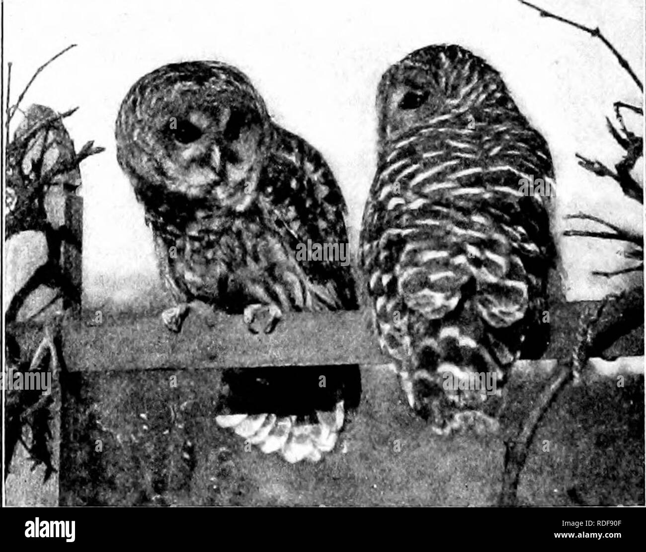 . L'American natural history ; une base de connaissances utiles de les animaux supérieurs de l'Amérique du Nord. L'histoire naturelle. Zuulugicul Park. Grange-hibou. La sous-famille des terriers. Bubonidae. Le Long-Eared Owl' ressemble à une petite et imparfaite imitation du grand duc. Il peut toujours être distingué par sa petite taille, et le fait que ses cornes semblent avoir été trop près les uns des autres sur le haut de sa tête, et ne s'adaptent pas très bien. Sa longueur totale est d'environ 15 pouces, et sa couleur générale est un bel motthng de gris, noir et fauve, qui produit un oiseau brun-gris. Il est constaté tous les vo Banque D'Images