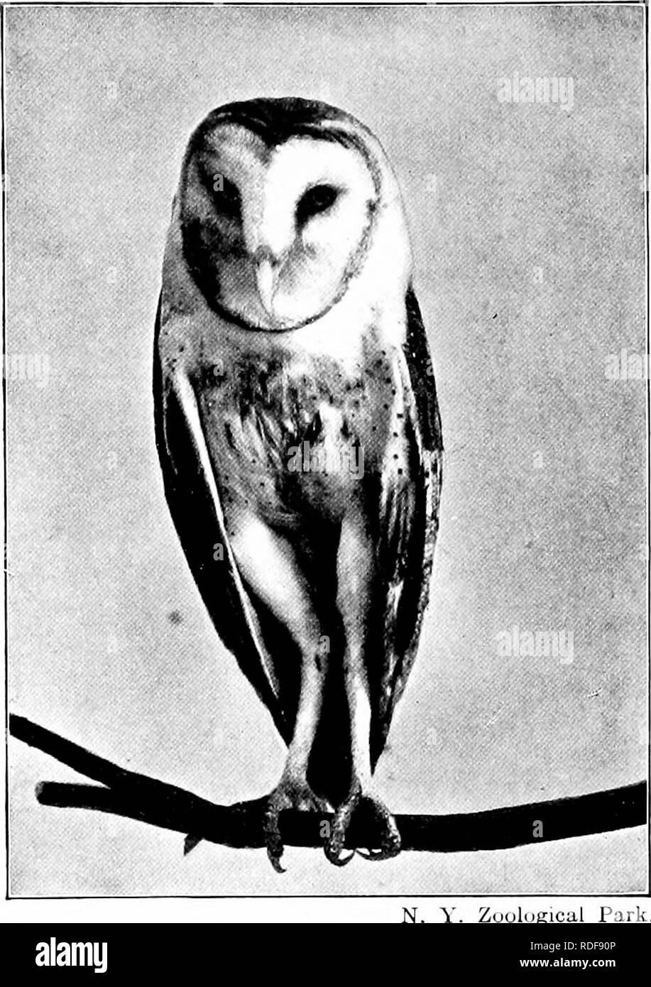 . L'American natural history ; une base de connaissances utiles de les animaux supérieurs de l'Amérique du Nord. L'histoire naturelle. 220 OEDEES BIEDS BIEDS D-D PEEY. Zuulugicul Park. Grange-hibou. La sous-famille des terriers. Bubonidae. Le Long-Eared Owl' ressemble à une petite et imparfaite imitation du grand duc. Il peut toujours être distingué par sa petite taille, et le fait que ses cornes semblent avoir été trop près les uns des autres sur le haut de sa tête, et ne s'adaptent pas très bien. Sa longueur totale est d'environ 15 pouces, et sa couleur générale est un bel motthng de gris, noir et fauve, qui produit une bro Banque D'Images