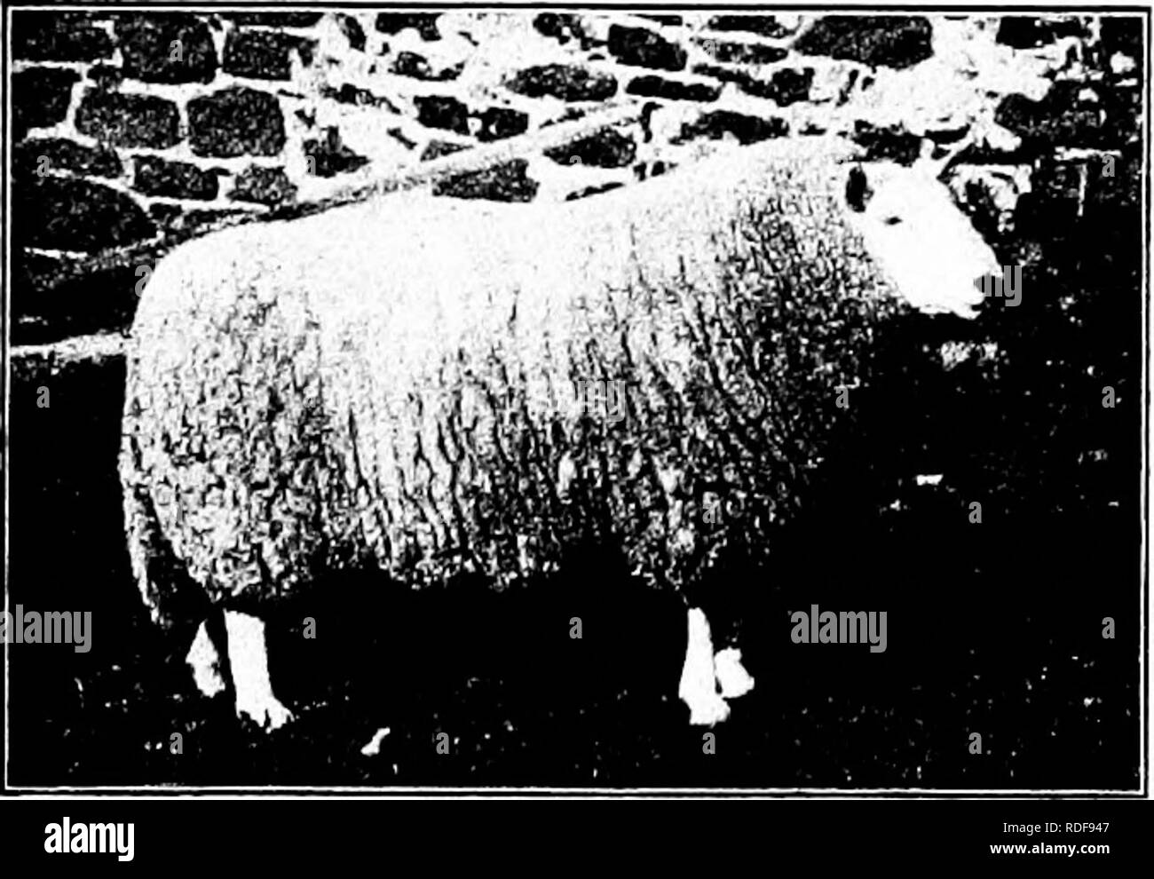 . Types et races d'animaux de ferme . Le bétail. 4i6 les moutons. Fig. 193. Trinlieknowe (1327), un spectacle de Cheviot et stud ram administré par J. R. C. Smith, Mow- haugh, Ecosse. Photographie du propriétaire un M. Robson, par l'utilisation de moutons de Lincolnshire, est crédité d'une grande partie l'amélioration de la race. Dans le dernier siècle, M. Thomas Elliott sous de Hindhope, Jedburgh, était un célèbre éleveur et improver. L'introduction de la mine Cheviot à l'United States premier s'est produit en 1838, par Robert Youngs de Delhi, comté de Delaware, New York. Ils avaient quelque temps auparavant été importées au Canada par un monsieur Pape de Cookshire, Banque D'Images