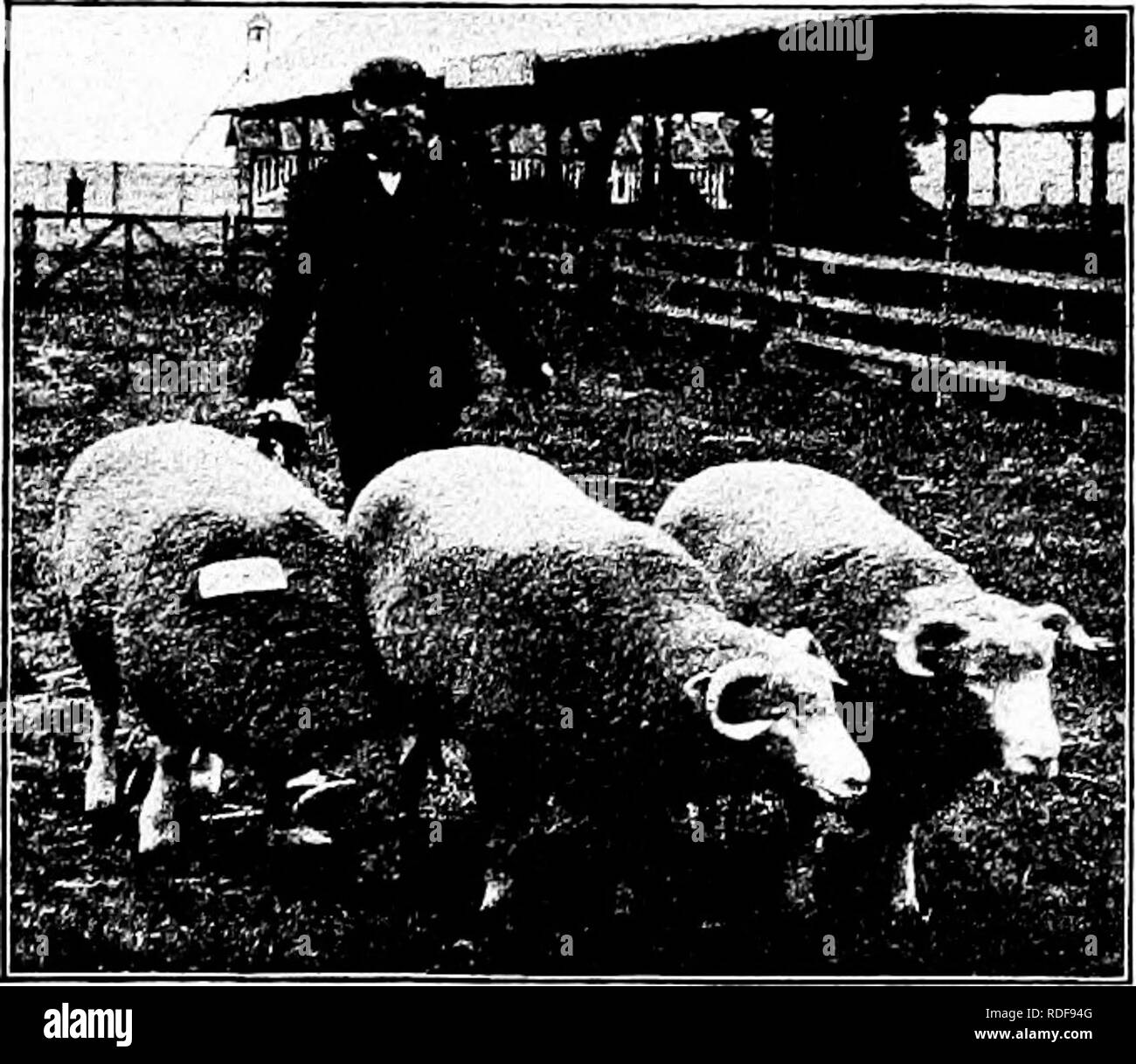. Types et races d'animaux de ferme . Le bétail. 412 moutons en mai. Les agneaux n'engraissent rapidement et bientôt atteindre bon poids. L'Angleterre en novembre ou décembre, les agneaux sont généralement vendus en gras en mars et avril, lorsqu'ils pèsent 40 à 44 livres dans la carcasse habillée, selon Thomas Chick, long un célèbre éleveur de Dorset. La fécondité du Dorset est très juste. Non seulement les agneaux Brebis produisent deux fois par an si vous le voulez, mais ils produisent fréquemment des jumeaux, triplets et ne sont pas rares. La preuve générale de tous les côtés présente le Dorset Horn d'être l'un des plus prolifiques, races. La preuve g Banque D'Images