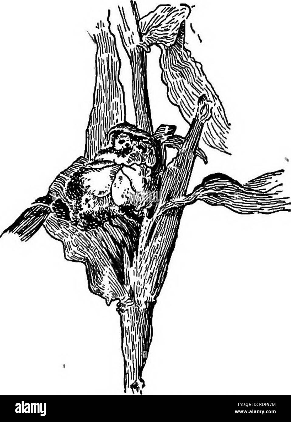 . Grandes cultures pour la ceinture en coton. L'agriculture. Ennemis ET MALADIES DU MAÏS 271 ^d'importance sont ceux de maïs (Zea) charbon Ustilago et différentes sortes de ear-rots. 327. Le charbon du maïs -(Fig. 45) provoque souvent d'énormes en- largements sur l'oreille, Tassel, ou de la tige de la plante de maïs. L'infection n'apparaissent généralement pas avant l'plaflts sont un pied ou plus élevé. Les spores de la maladie sont reportés dans le sol de sorte que lorsque la terre est infectée par le charbon du maïs il est susceptible de causer un dommage à la récolte chaque année, à moins que certaines autres cultures que le maïs cultivé, ou à moins que des précautions sont prises pour découper et graver tous les j Banque D'Images