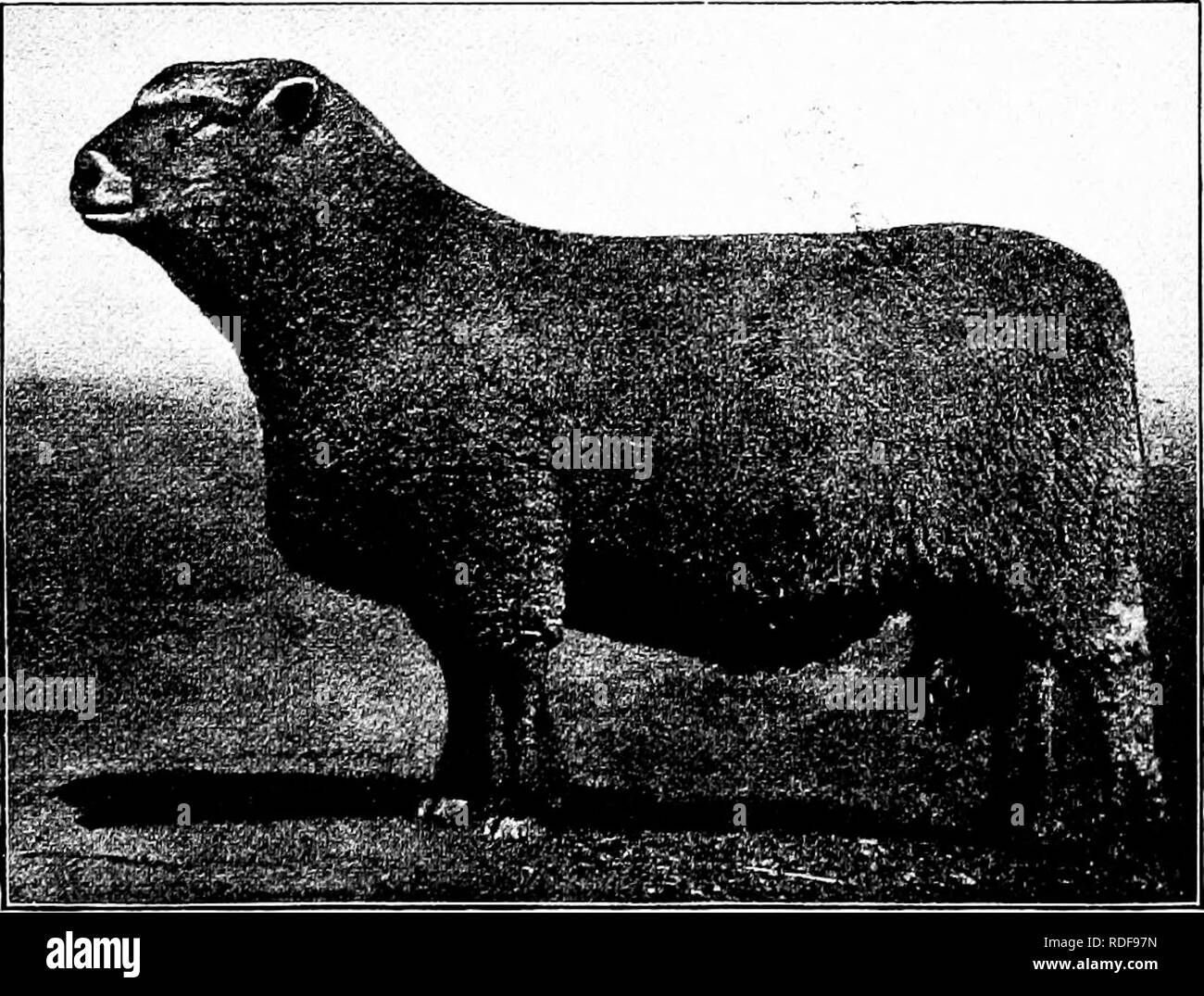 . Types et races d'animaux de ferme . Le bétail. 38o les moutons un facile d'alimentation, et de la qualité inégalée de la chair et la vinaigrette au meurtre. Southdowns de sa taille d'élevage possédait plus que celles de Ellman. Il a commencé à laisser échapper les béliers en 1823, et environ 1846 a été mise à 200 par année. Pendant des années, ses ventes de ram et de laisser échapper les ventes ont été les événements importants. Il était un exposant plus de succès, et en 1856 a remporté une médaille d'or pour son Southdown pièce lors de l'Exposition Internationale à Paris, France. Les Webb troupeau a été dispersé en 1862, mais M. C. Adeane, qui occupe maintenant Babraham, est l'un Banque D'Images