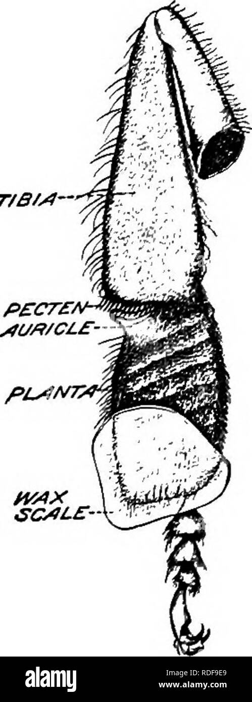 . L'apiculture ; une analyse de la vie de l'abeille et de la production de miel. Les abeilles ; le miel. Fig. 53.-plaques ventrale de l'abdomen de l'abeille ouvrière. FiG. 54. - Surface intérieure de la patte arrière gauche d'une ouvrière, montrent un wax-échelle. dans une cave pour l'hiver, dans le cadre de travaux de Demuth et l'auteur sur les activités hivernales. Toute la colonie est devenue active et une température élevée a été maintenu. L'état a été retiré en prenant les colonies de la cave pour un vol. Les abeilles qui ont émergé de couvain ont également été conservés dans une pièce chaude, loin des travailleurs âgés. Ces avions distende Banque D'Images
