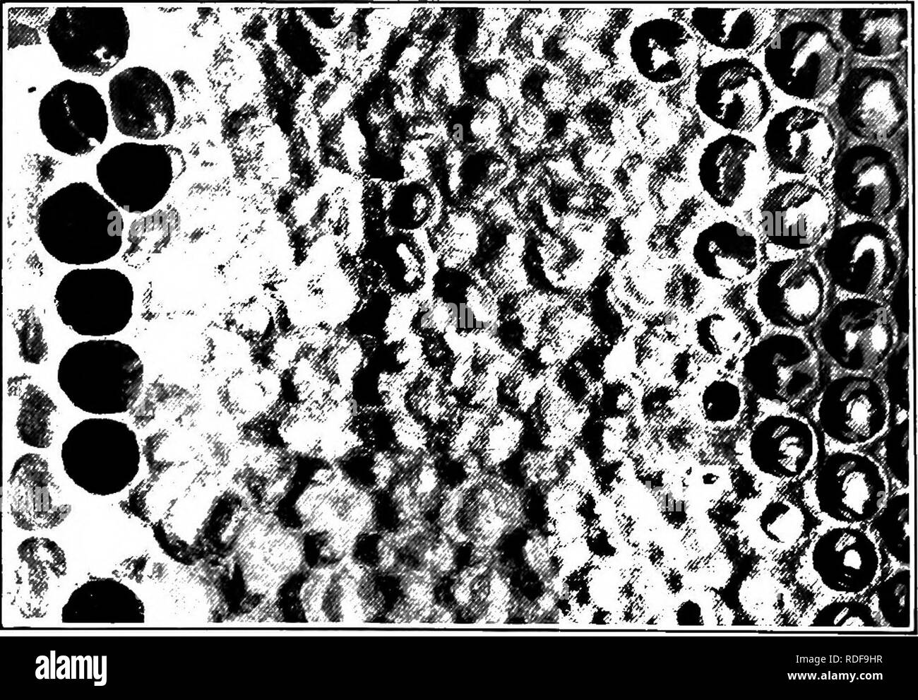 . L'apiculture ; une analyse de la vie de l'abeille et de la production de miel. Les abeilles ; le miel. 2. Veuillez noter que ces images sont extraites de la page numérisée des images qui peuvent avoir été retouchées numériquement pour plus de lisibilité - coloration et l'aspect de ces illustrations ne peut pas parfaitement ressembler à l'œuvre originale.. Phillips, Everett Franklin, 1878-1951. New York, The Macmillan Company, Londres, Macmillan & Co., Ltd ,. Banque D'Images