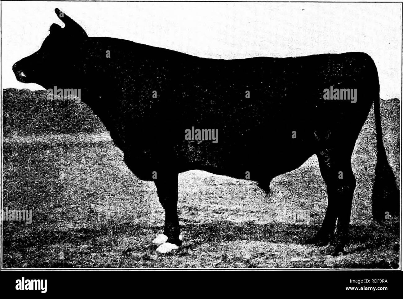 . Types et races d'animaux de ferme . Le bétail. 254 pointe noirâtre des bovins est le plus approuvé trier. La plus jaune la corne plus l'indication, certains pensent, riche en production laitière. Les sécrétions de la peau sont habituellement assez jaune, et, comme on le voit dans l'oreille, à la pointe de la queue, et à propos de la mamelle, indiquer quelque chose de la richesse de son lait. La peau elle-même avec le Jersey doit être mince, très élastique et moelleuse, avec une fine couche d'épaisseur de cheveux. Le coffre devrait être profonde et d'épaisseur moyenne. Trop d'animaux de cette race sont minces torse nu et manque de ressort avant. Fig. io8. Merry Maiden Banque D'Images