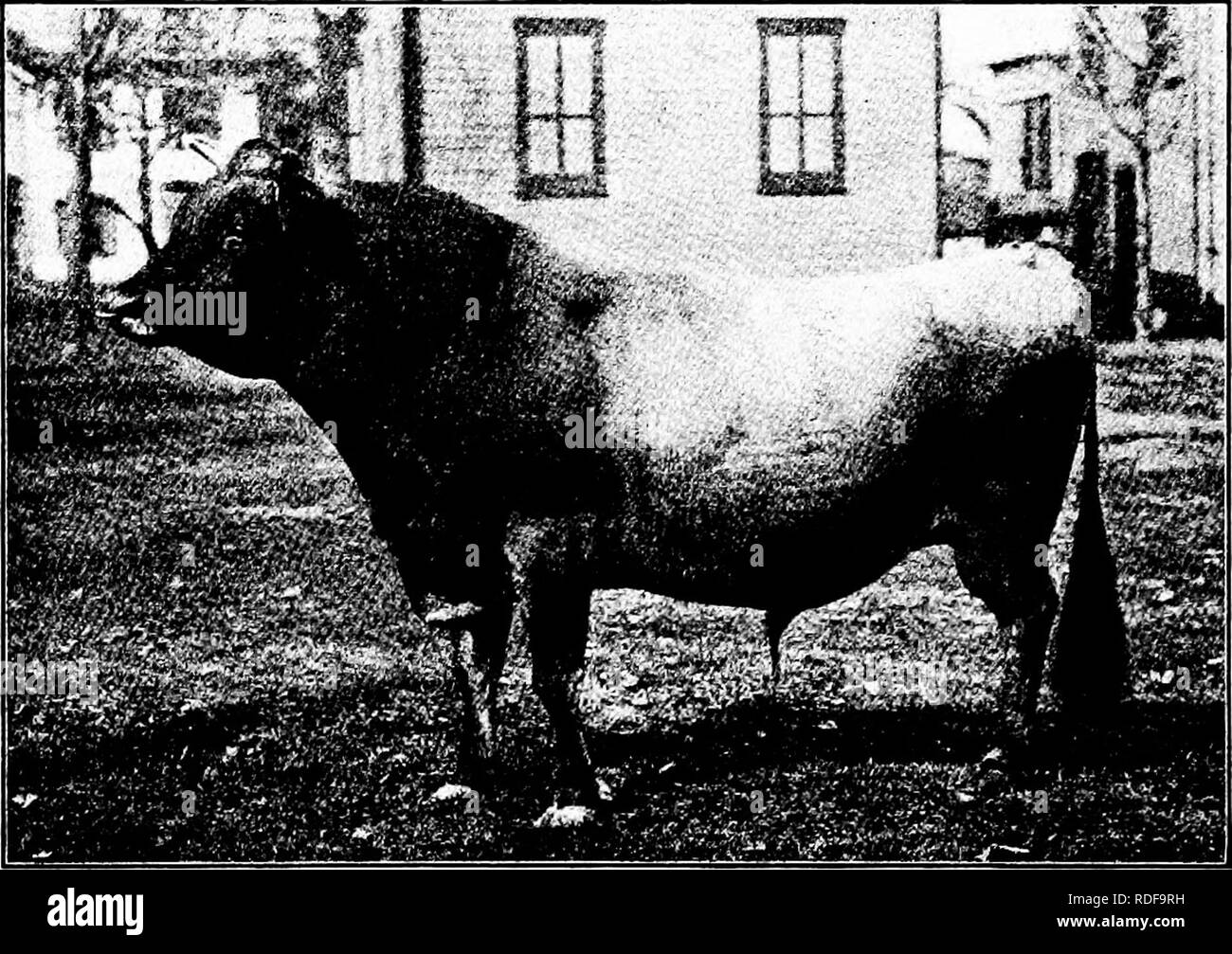 . Types et races d'animaux de ferme . Le bétail. Le jersey 253 d'une lumière grisâtre ou crémeuse de l'ombre. Dans l'inscription autographiés il est nécessaire de spécifier si la langue est blanche ou noire, ou l'interrupteur blanc ou noir, ces marques d'identification de l'être. Lorsque la couleur est mis un point d'importance dans l'élevage d'un troupeau, fauve foncé, l'ombrage de la lumière le long de la colonne vertébrale et les membres inférieurs, se réunit avec beaucoup de faveur, bien que les couleurs solides de fauve clair sont également très populaires. Les plus expérimentés et que les éleveurs peuvent ne pas l'accent sur la couleur, le rendant toujours secondaire. Fig. 107. Personnalités 69631 Banque D'Images