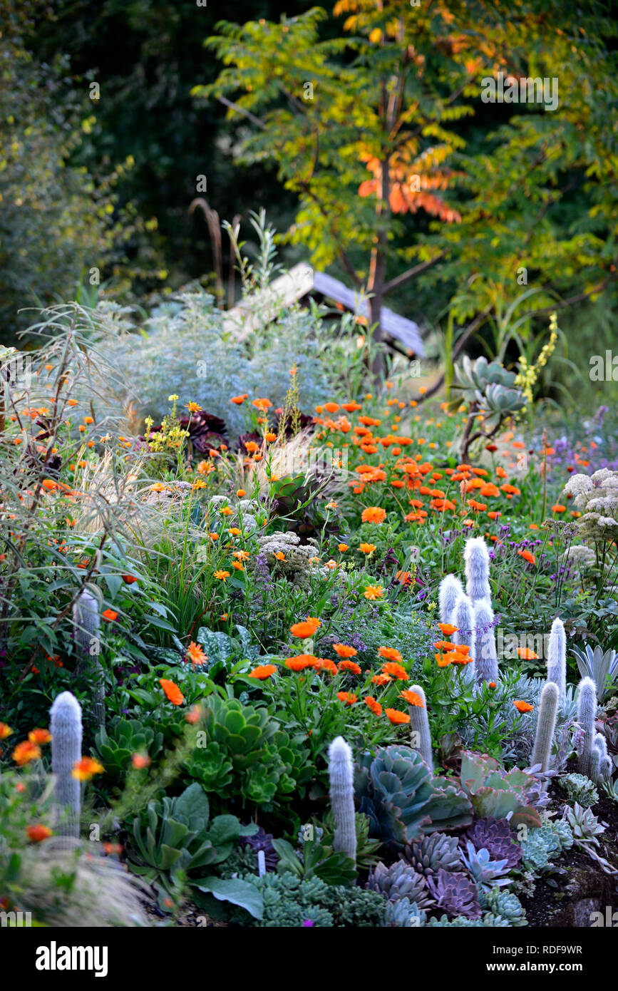 Geum totalement la mandarine,Linaria Calendula,Prince indien,aeonium,plantes grasses,salvia,fleurs,orange,cleistocactus strausii combinaison à fleurs,stipa,gra Banque D'Images