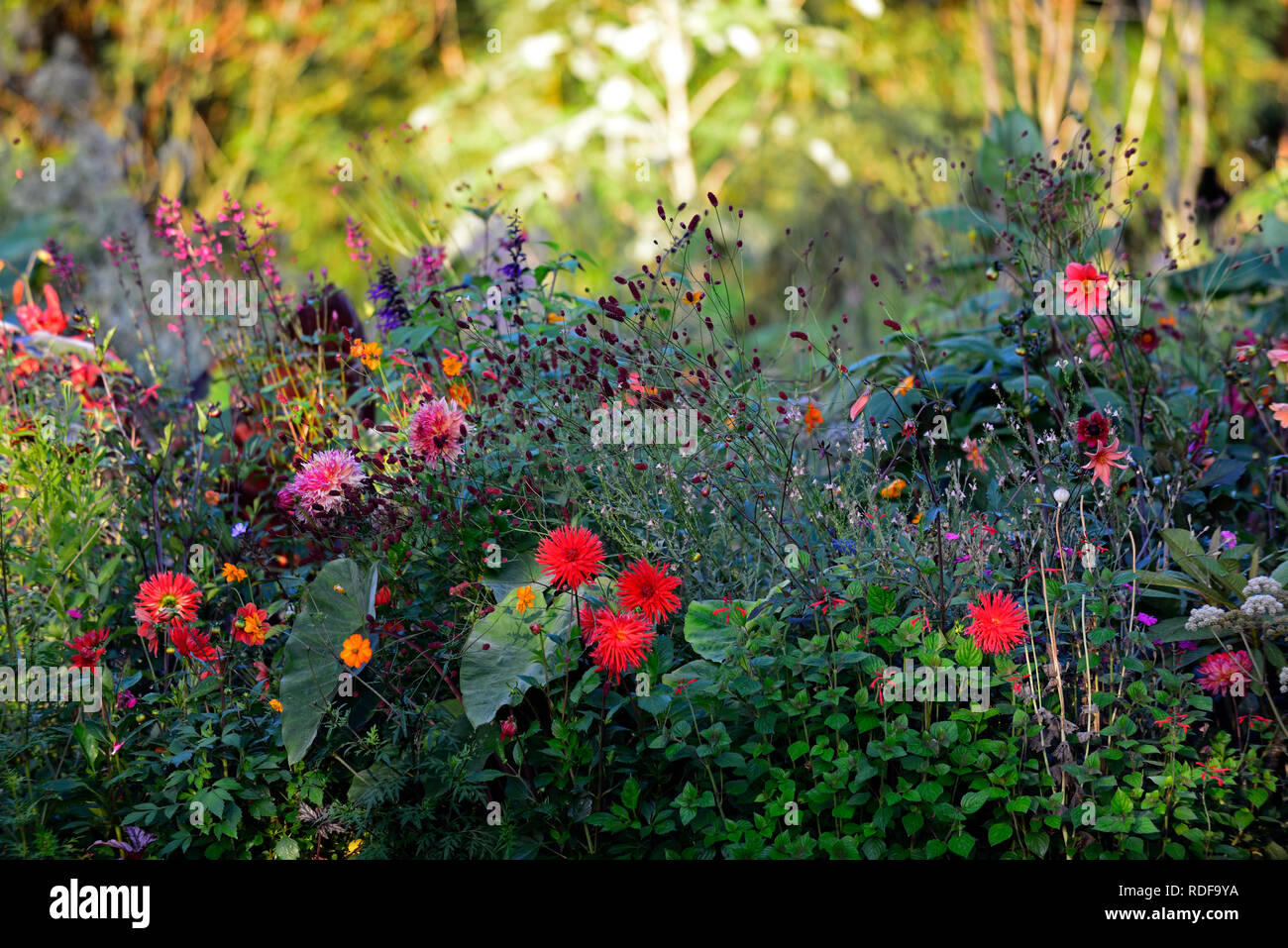 Hillcrest dahlia,royal,rouge,rouge,dahlias,Magenta,cactus dahlia,salvia sauges,sanguisorba,colocasia,geum totalement la mandarine,tropical, frontière exotiques,être Banque D'Images