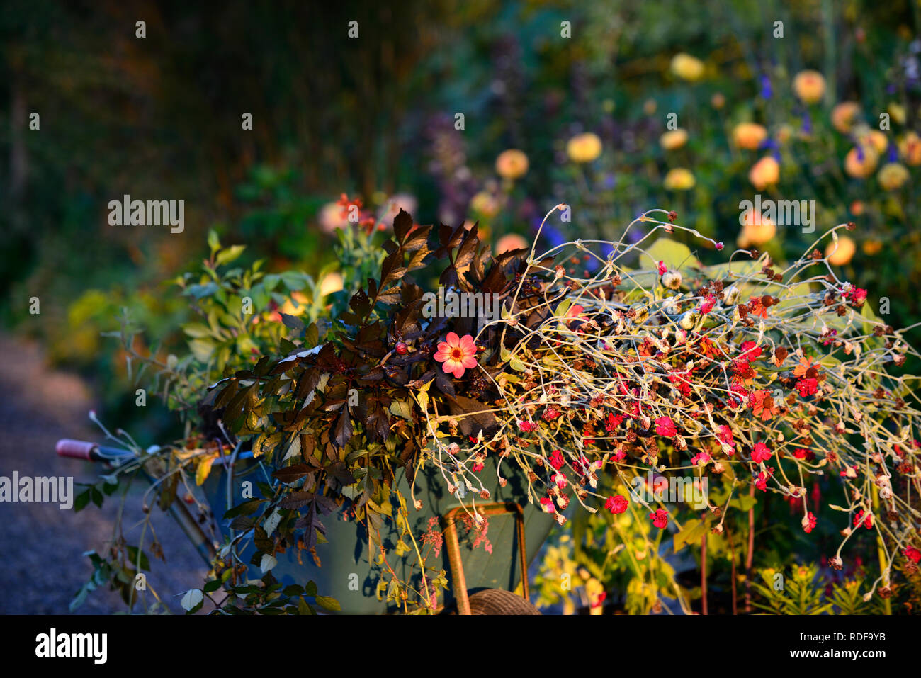 Lever du soleil,aube lumière brouette,jardin,jardin,des déchets de tonte, parage,rangement,propre,elagage,vide,fleurs,fleurs,dahlias,Lychnis coronaria,t Banque D'Images