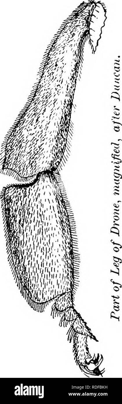 . Le guide de l'apiculteur : ou manuel du rucher . La culture de l'abeille ; les abeilles. Srmie-Bees magnifled,, de Newman. Fig. 48.. dans le lit queen-bee-sont courtes, alors que leurs mâchoires (Fig. 65, a) pos- session la dent rudimentaire, et sont à peu près les mêmes en forme que ceux de la reine, mais sont plus lourds, mais pas si forte que ceux des travailleurs. Leurs yeux (Fig. 3, 47) sont très frappant, rencontrez ci-dessus, et c'est ainsi que la simple yeux sont jetés pour-. Veuillez noter que ces images sont extraites de la page numérisée des images qui peuvent avoir été retouchées numériquement pour plus de lisibilité - coloration et l'apparition de ces illustrations Banque D'Images