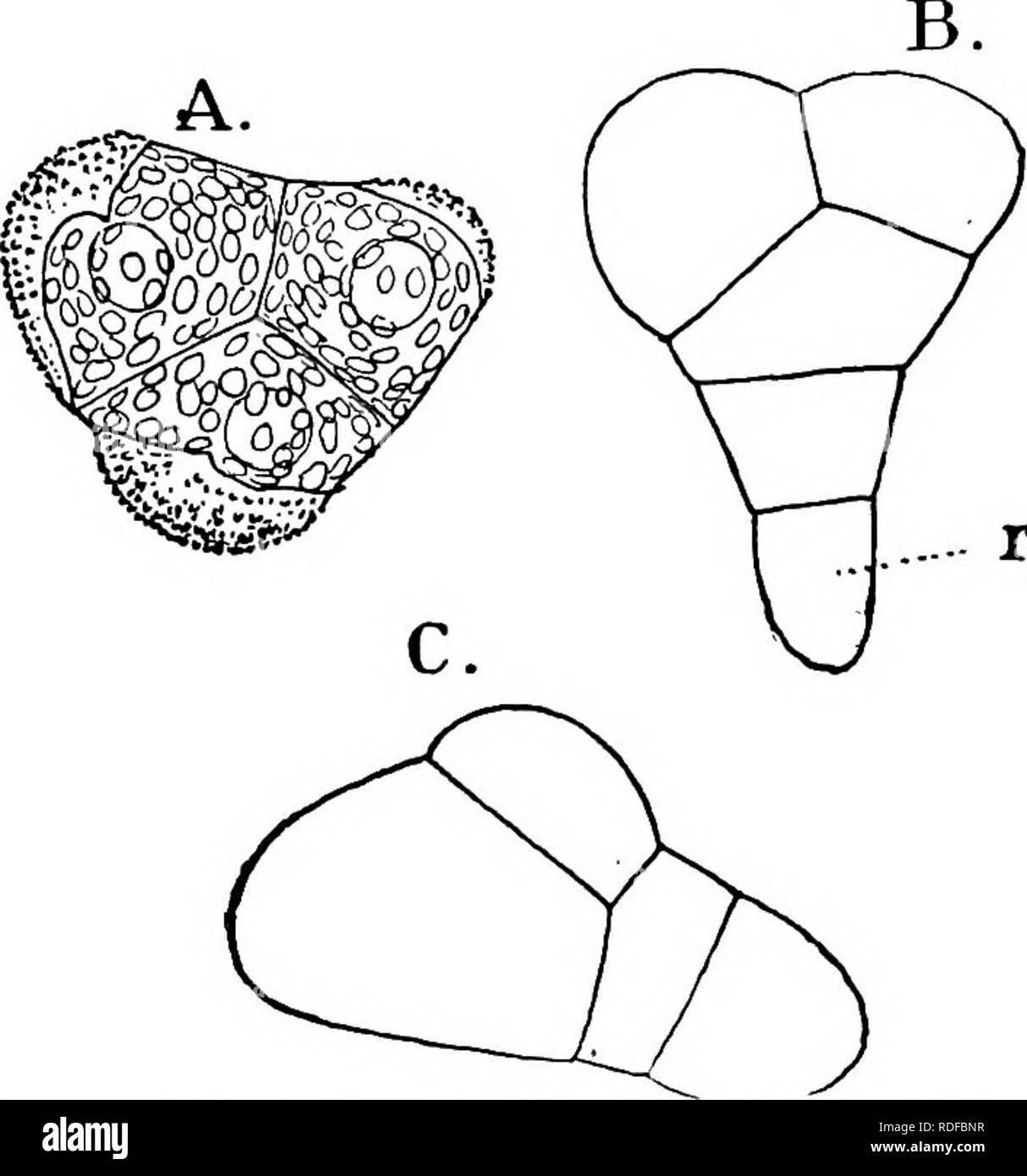 . La structure et le développement de mousses et de fougères (Archegoniatae). La morphologie des plantes, mousses, fougères. Le LEPTOSPORANGIAT^ 373 HOMOSPORÉES de quelques-unes des grandes mousses, e. g., espèce de Mnium. Hooker (I) réduit toutes à trois genres, qui, cependant, sont souvent encore divisée. Des Loxsoma est représenté par une seule espèce, mais L. Cunninghamii, une forme qui semble être auxi- mangeaient en caractères généraux entre les Cyatheaceae et l'autre Hymenophyllaceae, mais son histoire de la vie et de l'anatomie ne sont pas connus. Les autres genres de Hooker 75 donne une espèce de Hymenophyllum et soixante-e Banque D'Images