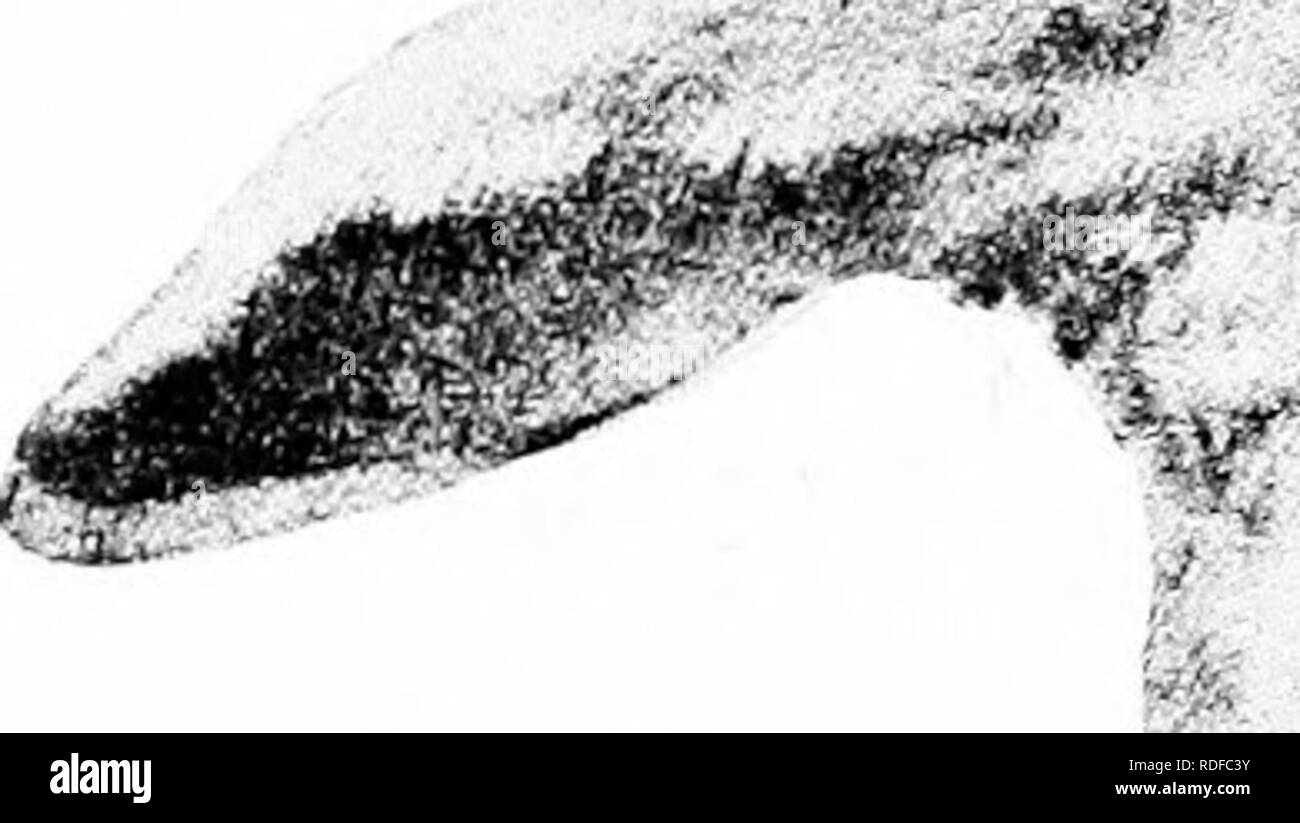 . Conseils pratiques pour la réussite de l'élevage de lapins. Les lapins, cochons d'Inde. Géant FLAMAND BLEU 4-^^^ «^ â c'''*''''. Veuillez noter que ces images sont extraites de la page numérisée des images qui peuvent avoir été retouchées numériquement pour plus de lisibilité - coloration et l'aspect de ces illustrations ne peut pas parfaitement ressembler à l'œuvre originale.. Lapin Chicago &AMP ; Cavia Breeders Association. Chicago Banque D'Images