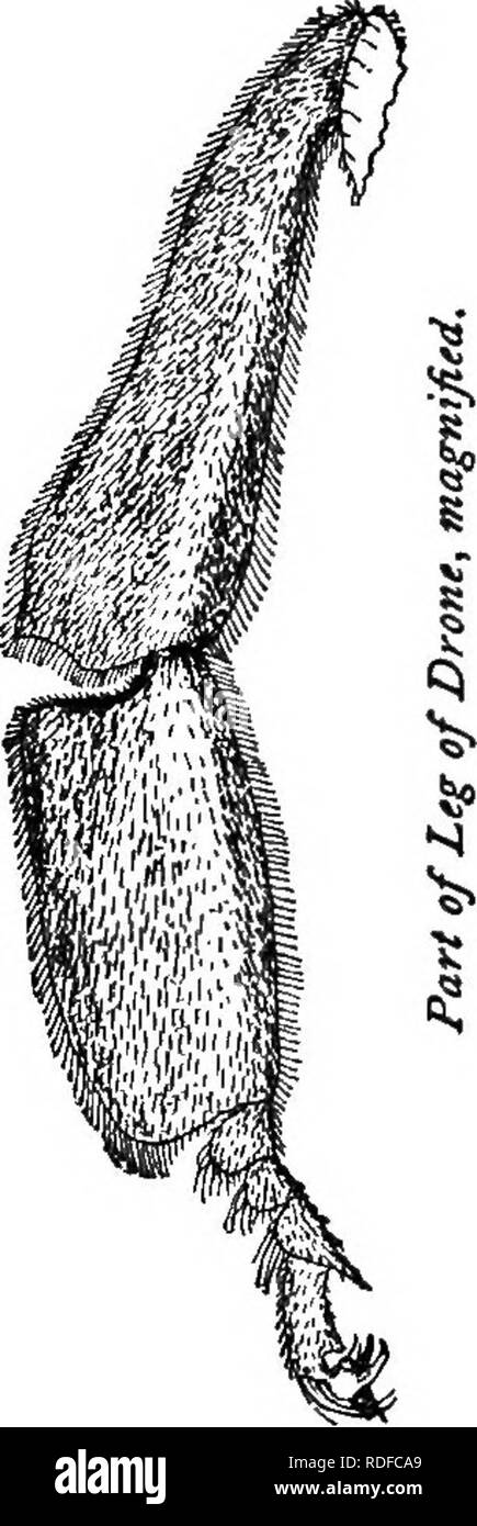 . Le guide de l'apiculteur : ou manuel du rucher . La culture de l'abeille ; les abeilles. Abeilles, bourdons agrandie. sont courtes, alors que leurs mâchoires (Fig. 42, a) posséder les rudi- mentaires dent, et sont à peu près les mêmes en forme que ceux de la reine, mais sont plus lourds, mais pas si forte que ceux des travailleurs. Leurs yeux (Fig. S), sont très réputés, et rencontrez au-dessus, et c'est ainsi que la simple yeux est projeté en avant.. Veuillez noter que ces images sont extraites de la page numérisée des images qui peuvent avoir été retouchées numériquement pour plus de lisibilité - coloration et l'aspect de ces illustrations ne peut pas parfaitement ressembler à l'original ne Banque D'Images