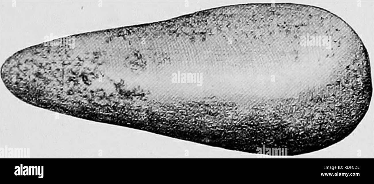 . Du Niger au Nil. Alexander-Gosling ; des oiseaux de l'expédition. EXPLORATION DE LA KIBALI 325 regardant une flèche à quelle tribu il appartient. Les flèches de l'Mangbettus montrent la plus grande qualité. Ils sont ailés avec la fourrure du chat, Bush et parfois. (Tranchant) LA MISE EN ŒUVRE de la pierre ancienne (full size, 5x2 pouces) avec les feuilles rigides. La longueur des flèches est environ 18 à 20 in., mais les titres et de Bari d'apporter une plus grande et plus lourds de 30 po pour les big game-chasse. Dans ces collines, j'ai eu la chance d'obtenir des autochtones de deux anciennes-pierre met en œuvre. Ces pierres, qui un Banque D'Images