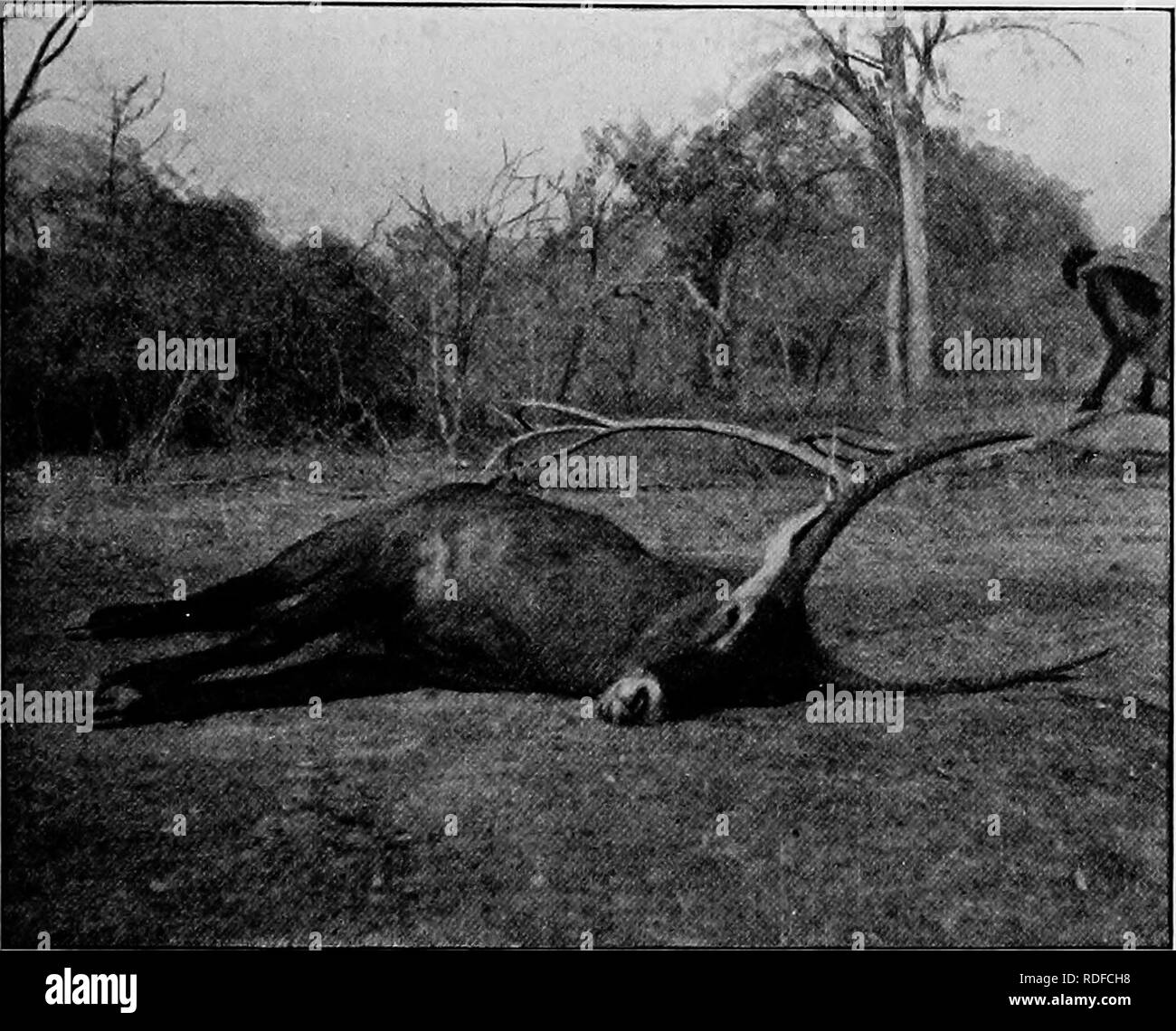 . Du Niger au Nil. Alexander-Gosling ; des oiseaux de l'expédition. L'histoire naturelle et de l'Adamaoua 303 le pays au sud de la Benue par Bornou allemand que hes entre la Shari et Benue. En avril 1905 lorsque j'ai été transporter nos sections de bateau. A.WATERBUCK Kaddai Kowa-Baga^ au il y avait beaucoup d'éléphants fréquentent le grand lac par la ceinture. Dans la région de Shari, après avoir quitté Fort Lamy, les éléphants se trouvent dans le Baghirmi pays ; mais ils ne cessent de changer leurs quarts car ils sont beaucoup tourmentés par les autochtones, qui les pourchassent à cheval avec des lances empoisonnées qui laissent e Banque D'Images