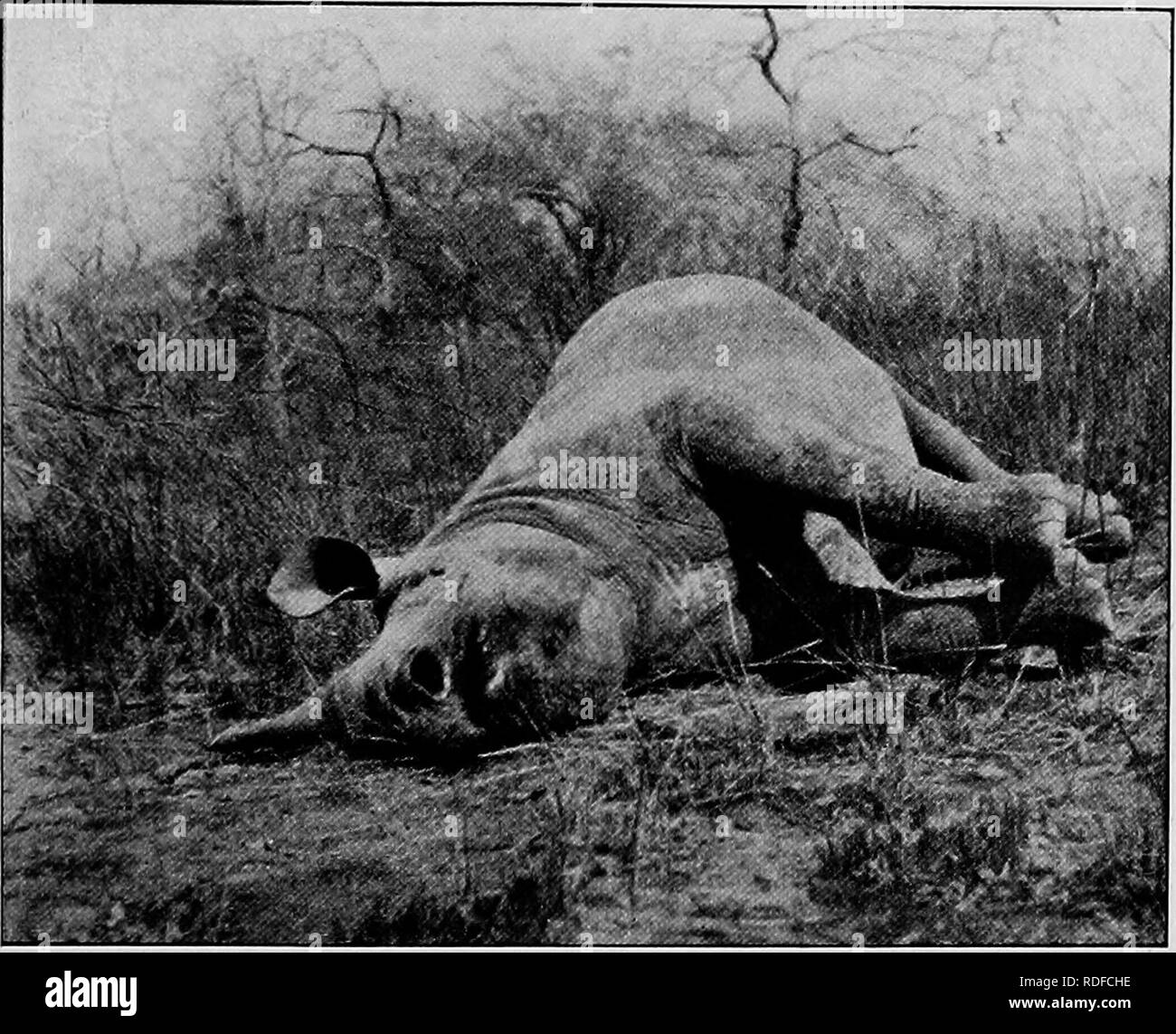. Du Niger au Nil. Alexander-Gosling ; des oiseaux de l'expédition. 299 l'histoire naturelle des plaines qui sont ouverts pendant les pluies deviennent des marécages, mais dans la saison sèche sont couverts d'herbe longue. Ici, lorsque les indigènes ont brûlé l'herbe coupé, le buffles. GOSLING S RHINOCEKOS vivement de venir tôt le matin et sur les jeunes pousses qui naissent entre les talons de noircie ; puis, quand le soleil se lève ils rouler lentement à passer le reste de la journée à l'ombre l'isolement de l'épine. Dans ce pays aussi, il y a beaucoup de girafes, roan antelope et le cochon. C'était un Banque D'Images