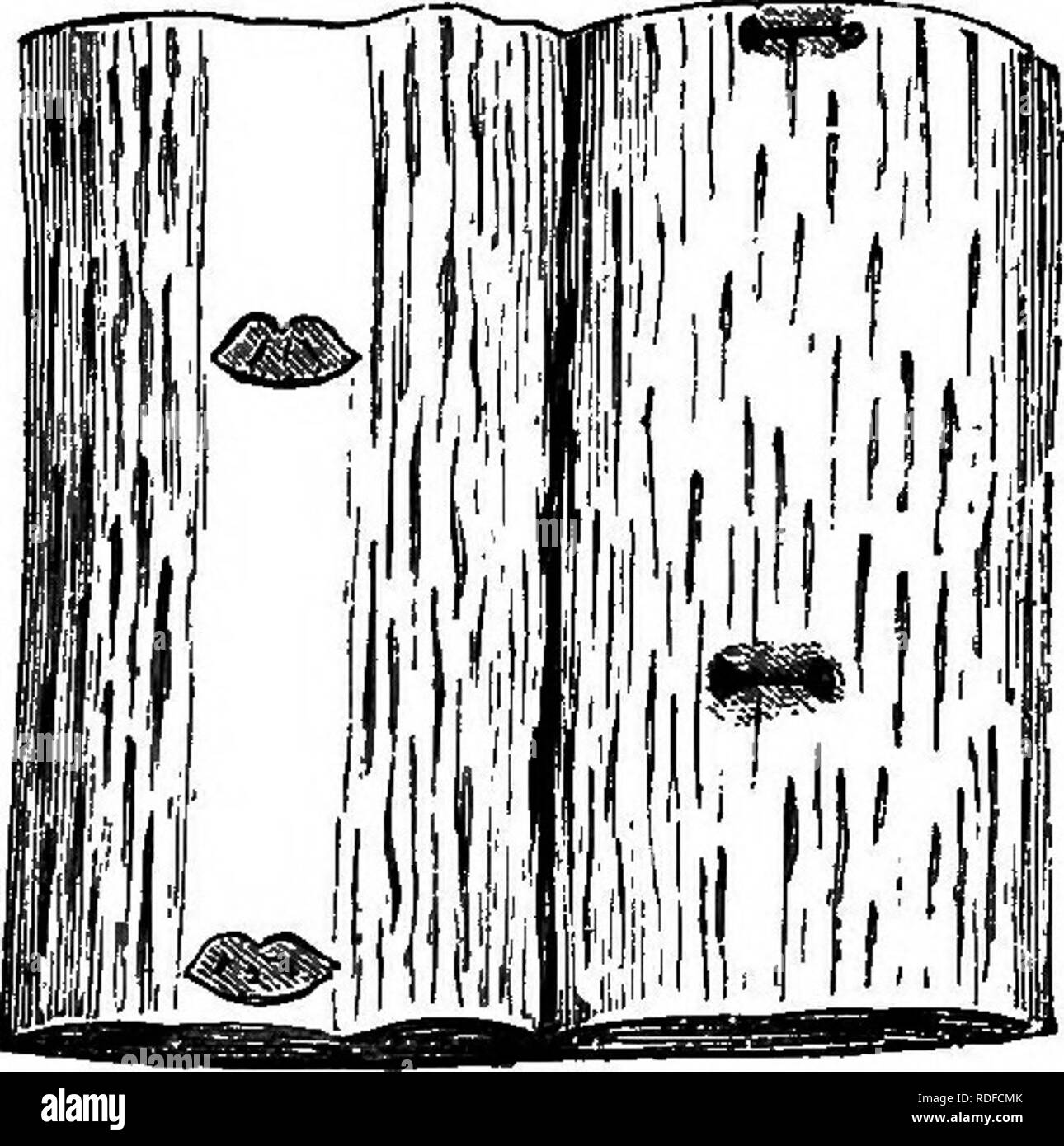 . L'histoire géologique des plantes. La paléobotanique ; 1888. Fig. 35.-Tige de Sigillaria Fig. 36.-SigillaHa BrowvM ot deux nervures. Brownii, réduit. Katural. taille des câbles cylindriques, courir pour une longue distance, et ctI- dently destiné à ancrer fermement la plante dans un sol mou et oozy. Elles ont été meublées avec de longues radicules cylindriques placées régulièrement dans une spirale, et ainsi exprimé que, lorsqu'ils ont déposé leur départ regu- lar cicatrices arrondies. Ils sont, en bref, le Stigmarim, que nous avons déjà rencontré dans le secteur (Fig. 38, 39). Dans la Fig. 33 J'ai tenté de restaurer ces strang Banque D'Images