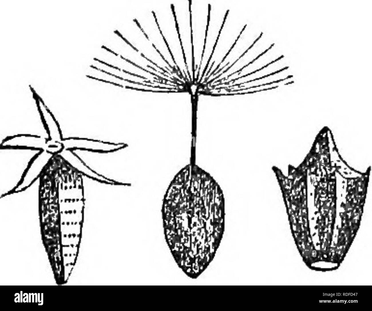 . Class-livre de botanique : être présente de la structure, la physiologie et la classification des végétaux ; avec une flore des États-Unis et du Canada . La botanique, la botanique, la botanique. 98 LE FLOSAL ENVELOPPANT, OB PÉRIANTHE. tion à la loi de l'alternance d'organes ; deux sépales arc united dans tho lèvre inférieure et trois dans la partie supérieure, comme on le voit dans la sauge et l'ordre Labiate en général. Fleurs Labiate sont dites (jaleate ou lorsque la lèvre supérieure casqué est concave, comme dans cataire ; ringent ou lorsque le béant de la gorge ou de la bouche est grande ouverte ; se faire passer ou masquées lorsque la gorge est fermé qu'avec a, palais, comme le jonc Banque D'Images