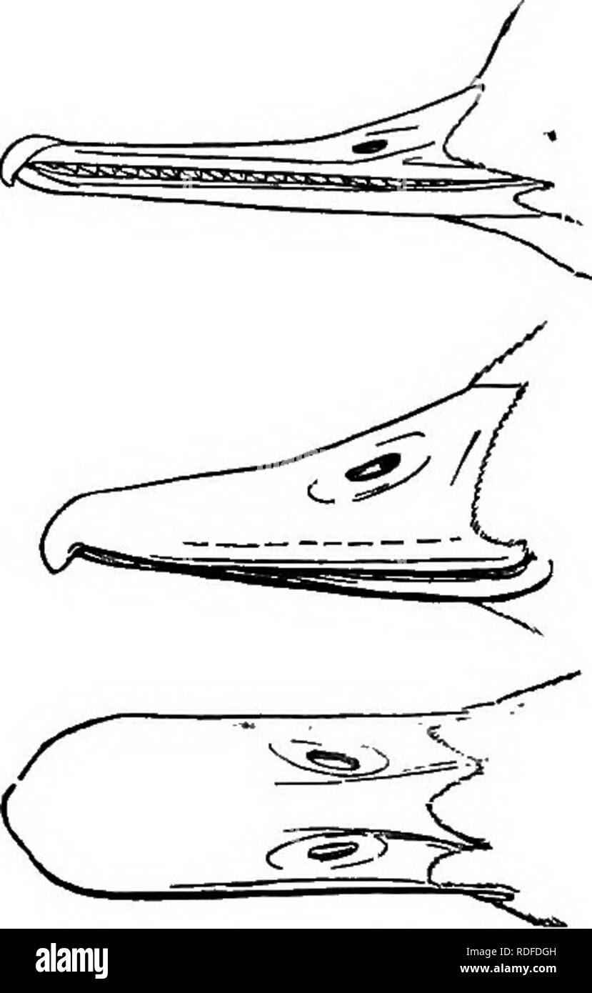 . Comment savoir que les canards, oies et cygnes d'Amérique du Nord, toutes les espèces qui sont regroupées en fonction de la taille et de la couleur. Canards Oies et cygnes ; ; les oiseaux. Le groupe 3. Les ailes des oiseaux ayant entre 7,50 et 8,50 pouces de long 18 Section 1. Le projet de loi, étroit, avec la dent-lUce dentelure . 18 L'article 2. Le projet de loi, pas étroit ; doigt postérieur, sans mem- braneous ou lobes ; volet un patch de gris bleu sur l'épaule (petite et moyenne des tectrices) . . . 18 L'article 3. Doigt postérieur, sans lobe membraneuses ou rabat ; moins élevé ou moyen des tectrices, pas gris bleu . 19 L'article 4. Doigt postérieur, avec bien deflned ou lobe membraneuses ; volet hea Banque D'Images