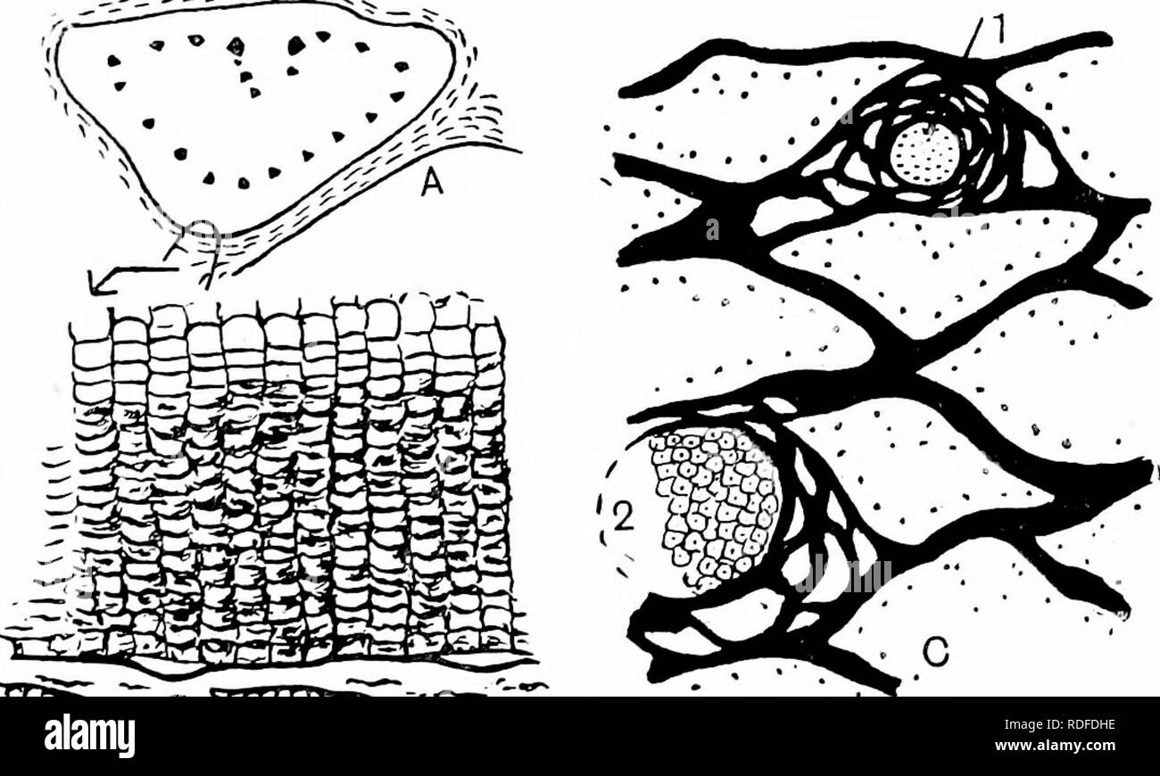 . Plantes fossiles : pour les étudiants de la botanique et de la géologie . La paléobotanique. xxxvi] CYCADEOIDEA Cycadites Saxhyanus 387 comme un spécimen d'fomid par M. Saxby à Bonchurch dans l'île de Wight et représentés par des exemples de Wealden Brook Point, est surtout intéressant pour la préservation de l'caractéristiques anatomiques de la tige. Trois autres espèces ont également été décrits par Carruthers ; ils sont : Bennettites maximus Carr., une grande tige similaire à B. Saxby anus, dans le musée de la Commission géologique ; B. fortlandicus à partir de la partie inférieure de l'île de Purbeck de Portland, dans la collection de la soc géologique Banque D'Images