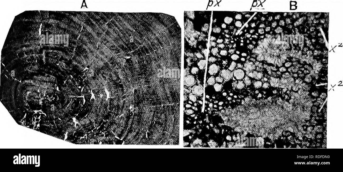. Plantes fossiles : pour les étudiants de la botanique et de la géologie . La paléobotanique. PITYEAE 296 [CH trachéides. (fig. 490, A). Dans le morceau de tige de la figure de l'étendue des bois provenant de l'aplati et écrasé la moelle jusqu'à la casse le bord extérieur est de 6 cm. Les rayons médullaires sont nombreuses, rarement, unisériés 2 cellules en largeur ; les stands sur les parois radiales du ray-cellules, 7-10 sur le terrain, sont apparemment simples, ovales et obhque : les rayons sont généralement de 3 à 4 cellules dans la profondeur, mais peut être plus profond. Il y a 1-3 rangées de rangs alternés hexagonale de fosses sur les parois radiales des trachéïdes. Le xylème primaire cons Banque D'Images