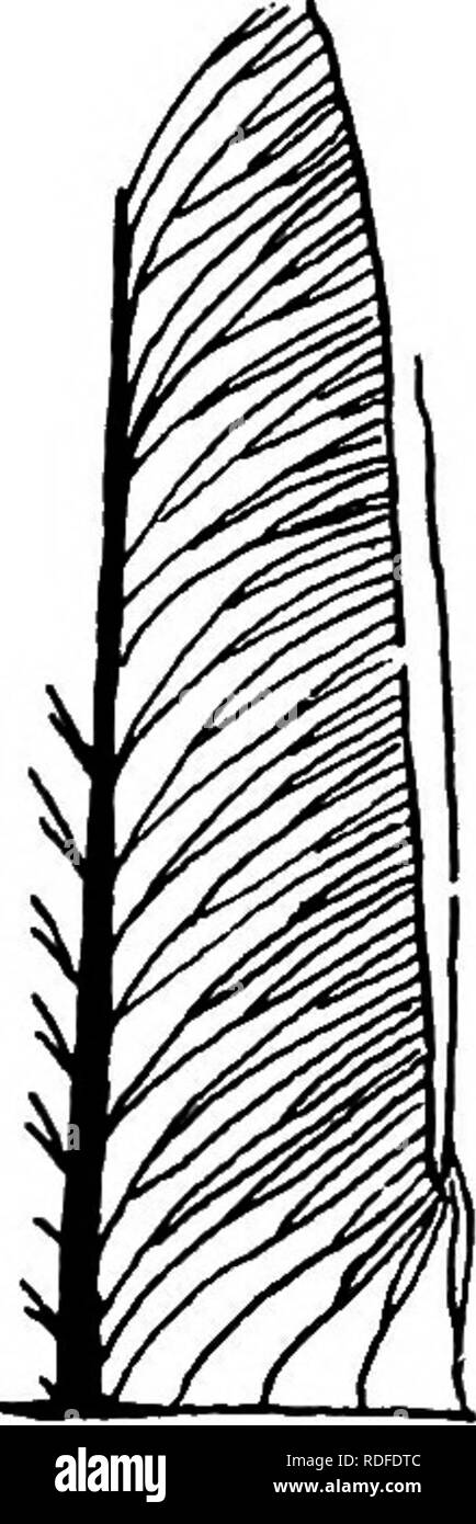 . Plantes fossiles : pour les étudiants de la botanique et de la géologie . La paléobotanique. . Veuillez noter que ces images sont extraites de la page numérisée des images qui peuvent avoir été retouchées numériquement pour plus de lisibilité - coloration et l'aspect de ces illustrations ne peut pas parfaitement ressembler à l'œuvre originale.. Seward, A. C. (Charles Albert), 1863-1941. Cambridge University Press : Banque D'Images